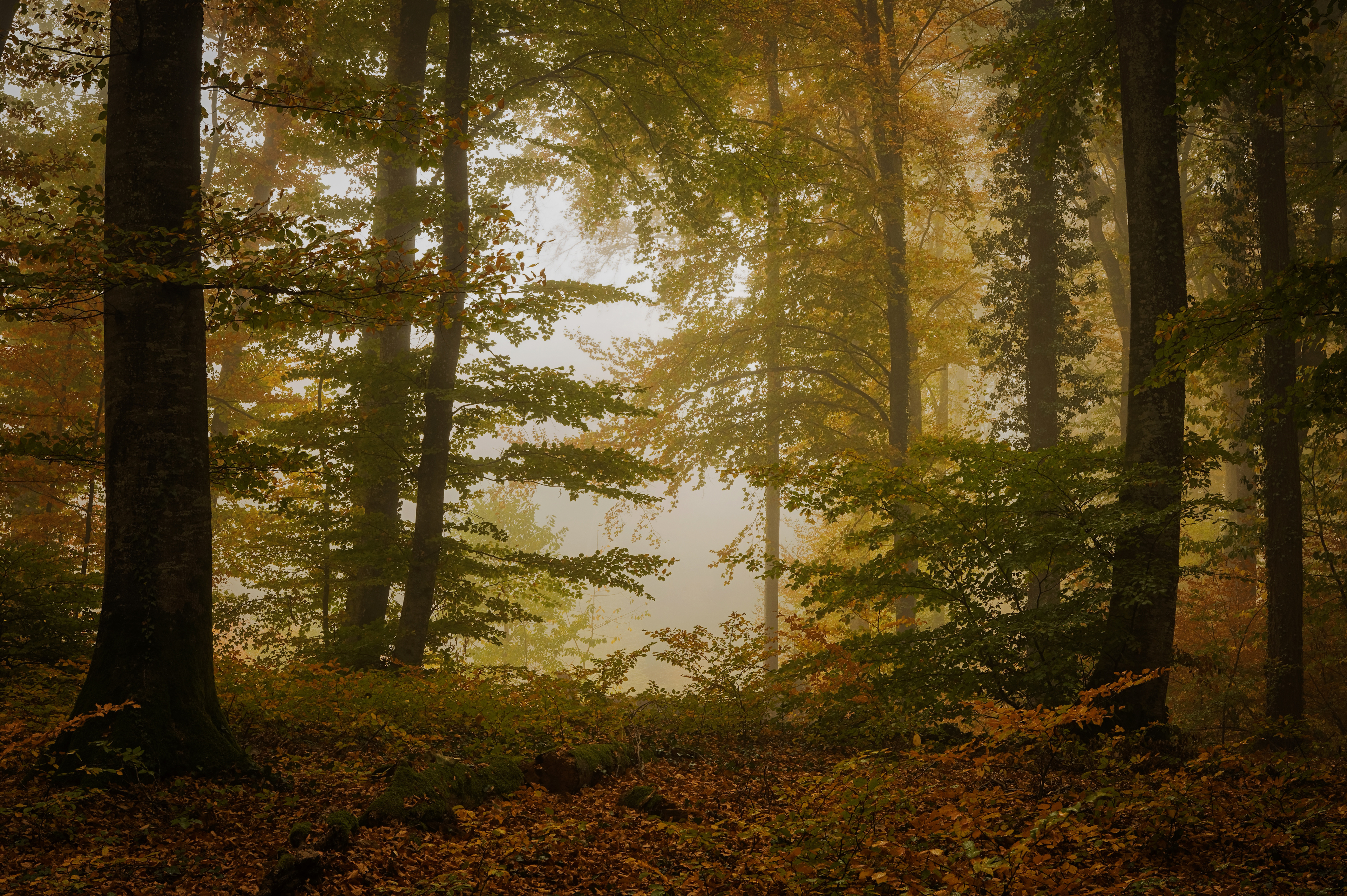 Осень Лес Листья Природа Деревья