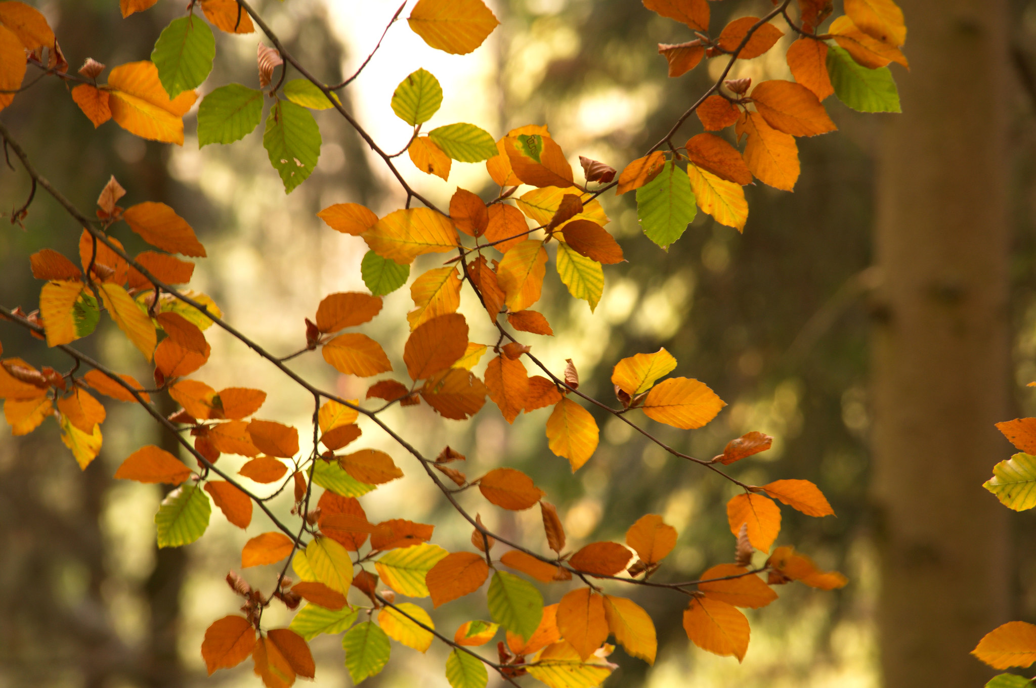 ветки осень листья