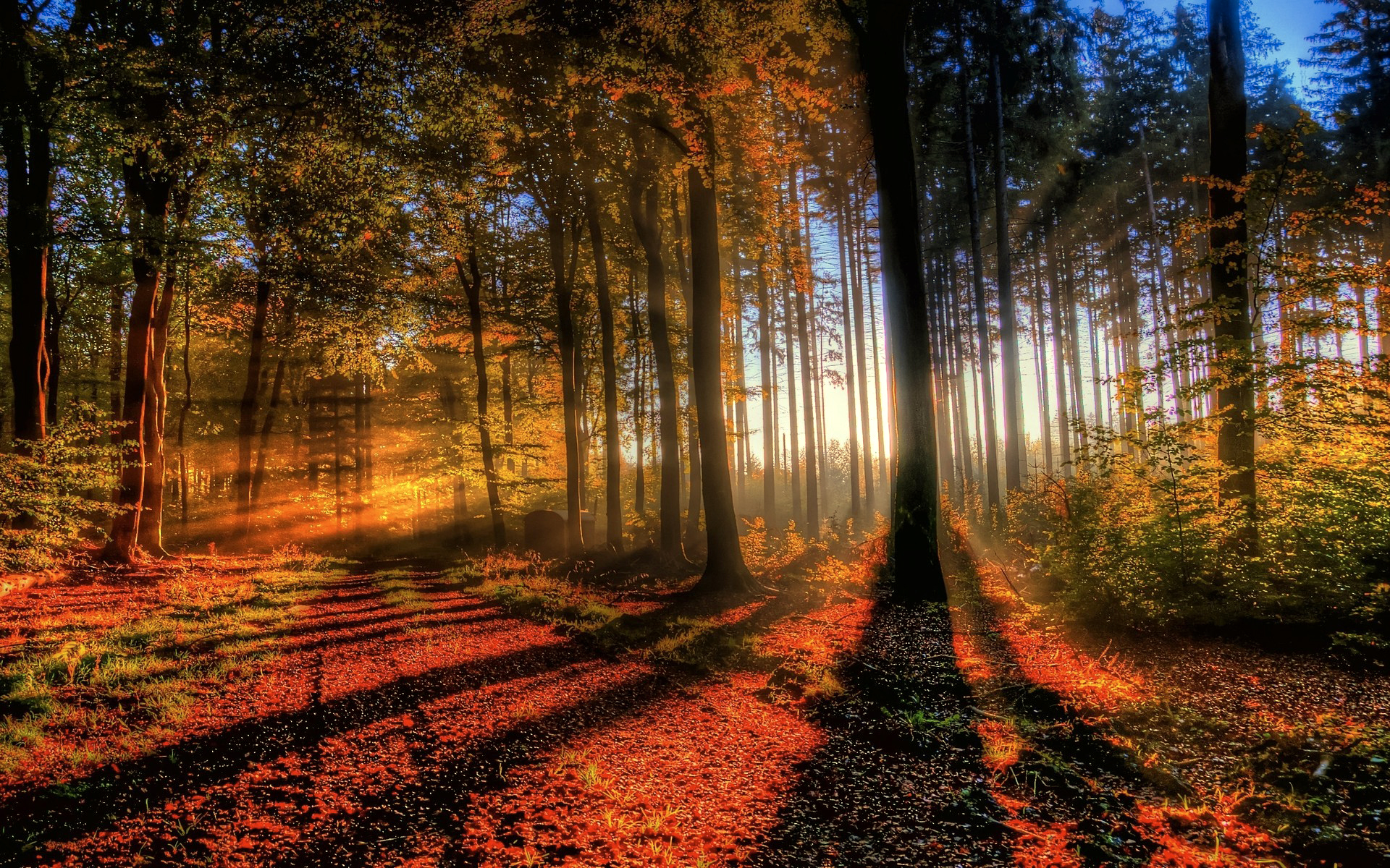 дорога солнце лес