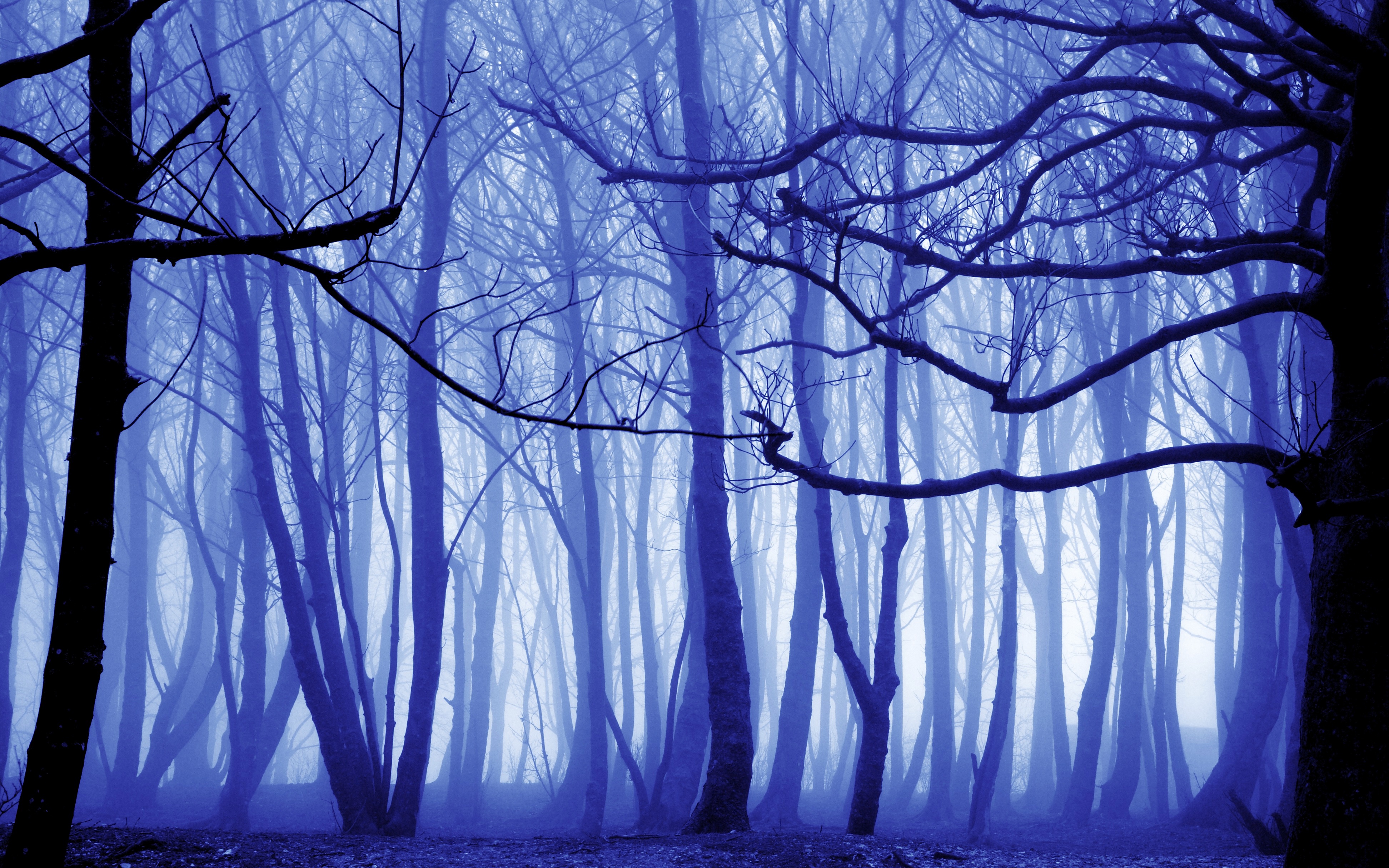 лес деревья туман осень