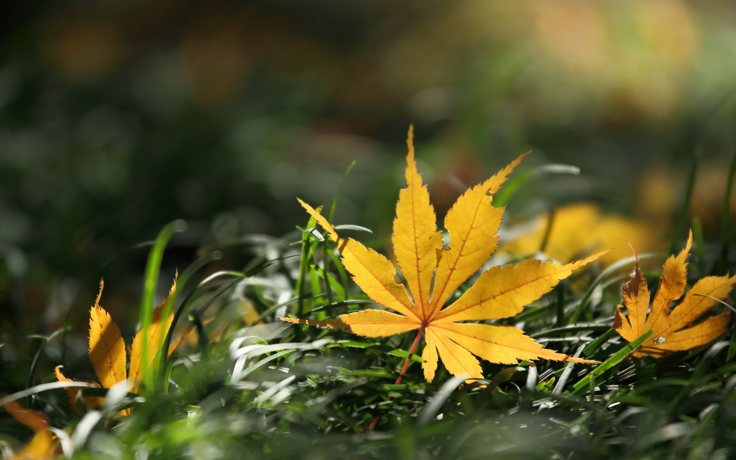 лист природа осень