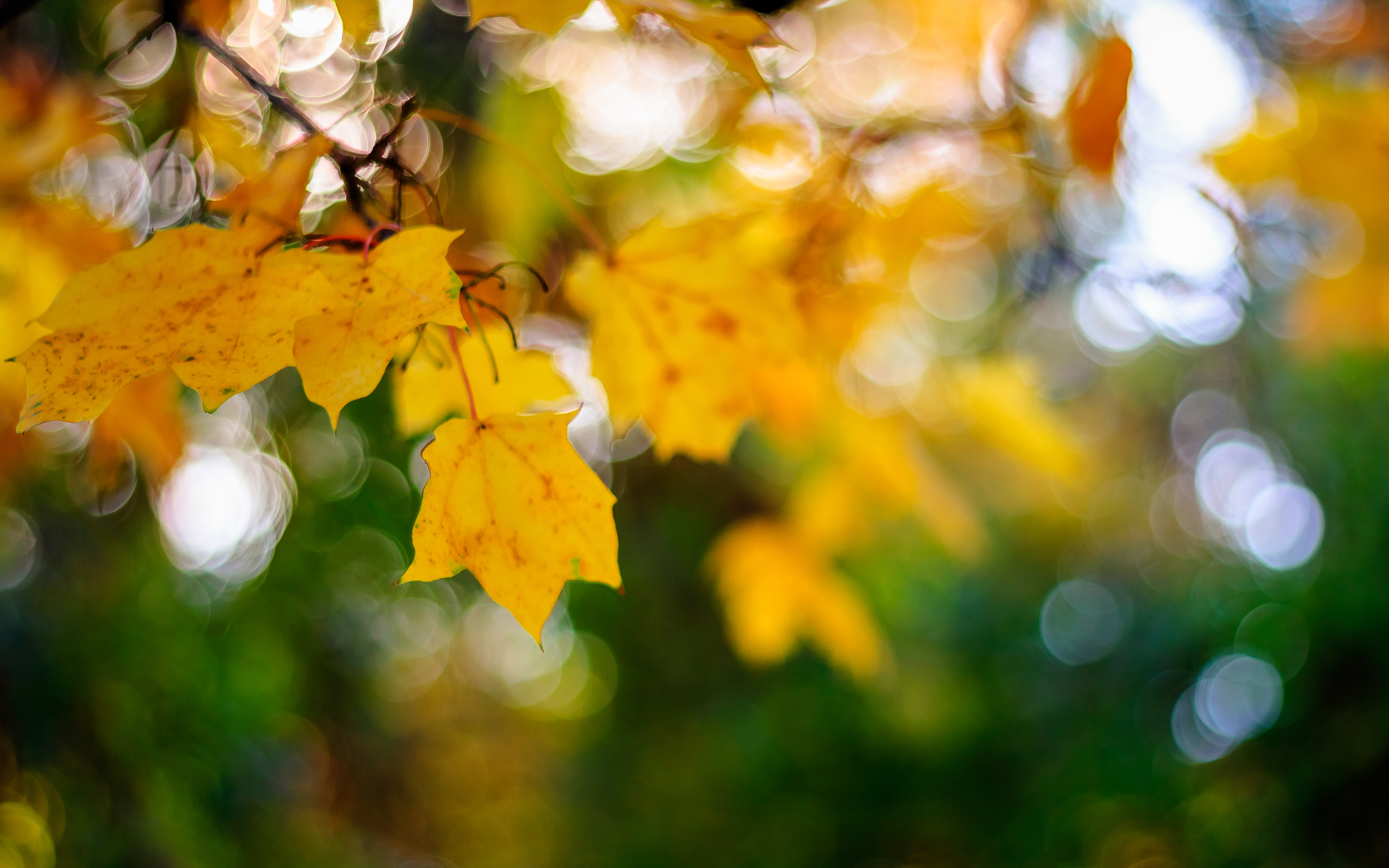 листья боке макро осень