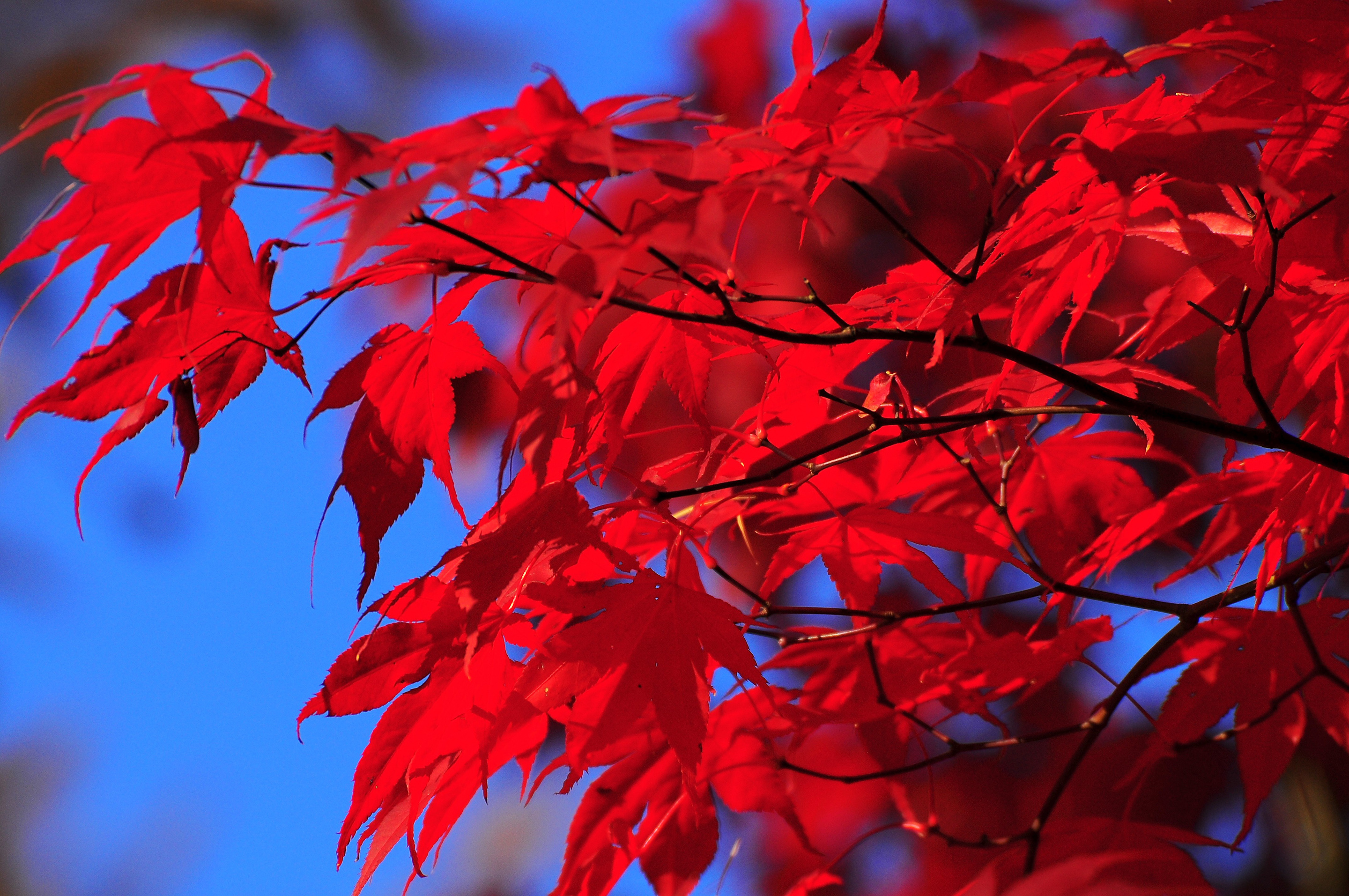 листья осень краски небо багрянец