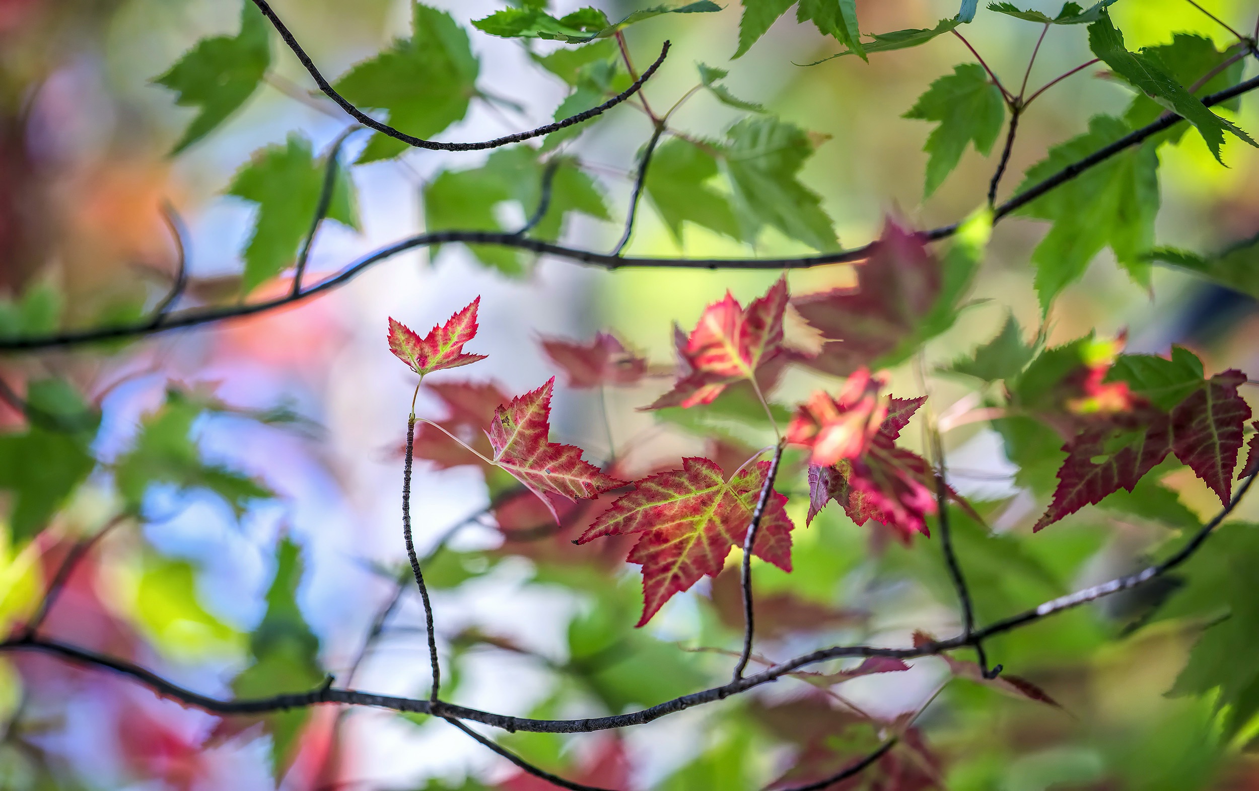 Осенние листья красота