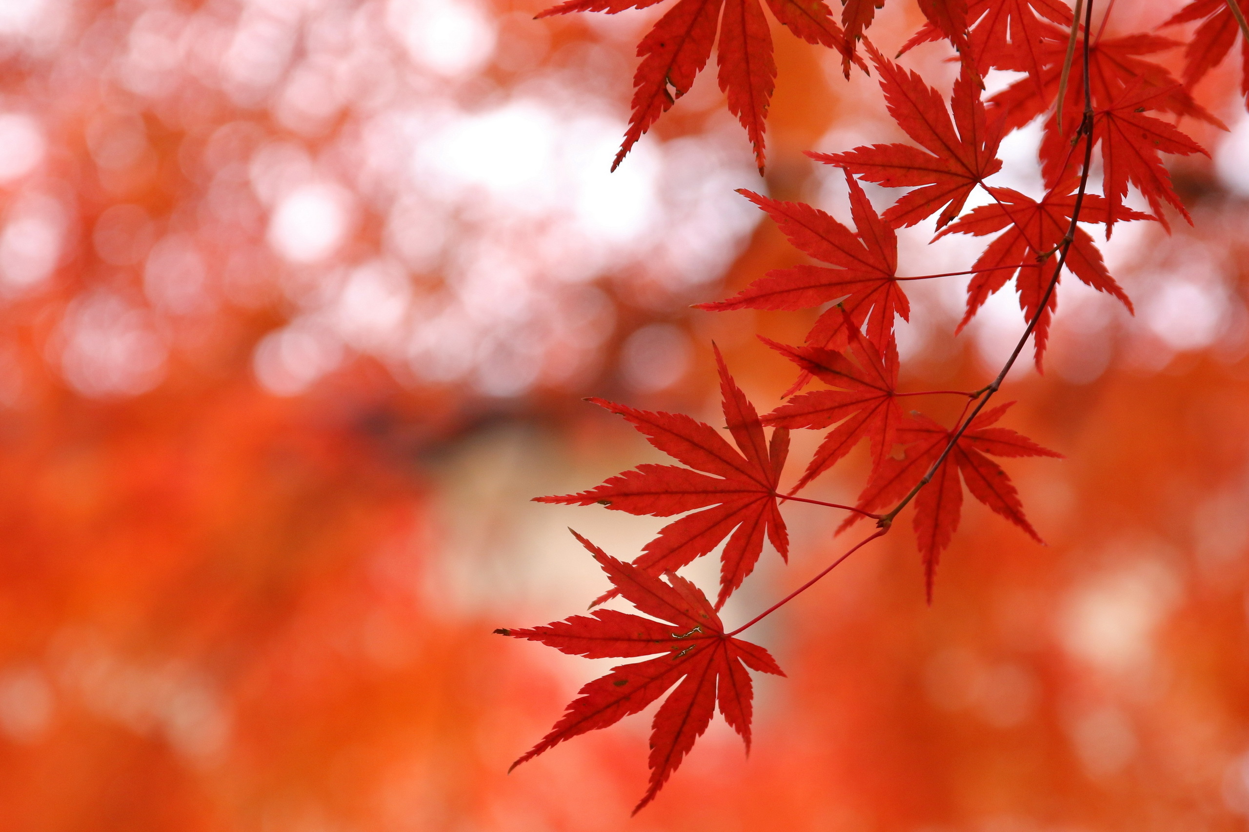 листья природа осень