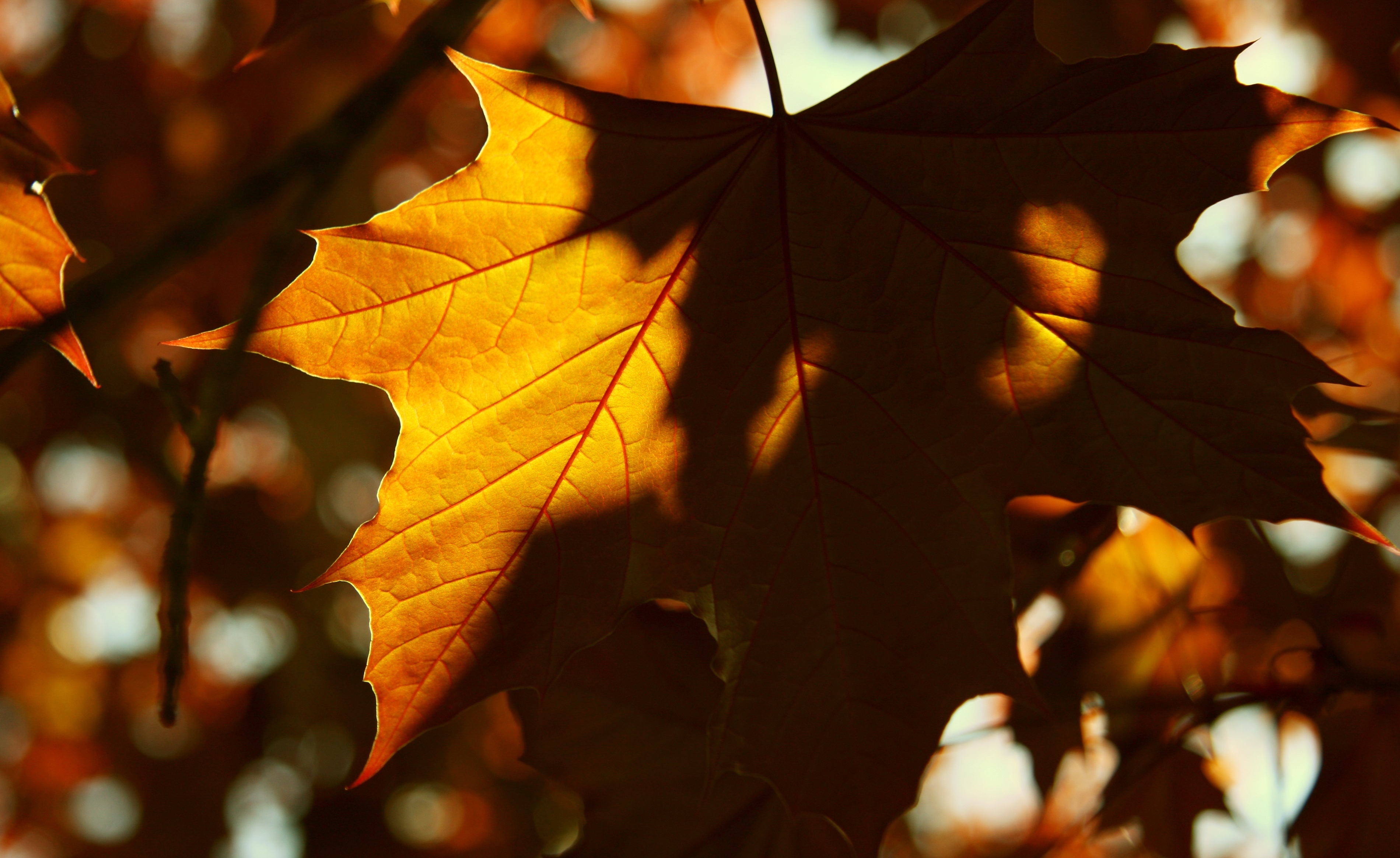 макро листик листья солнце