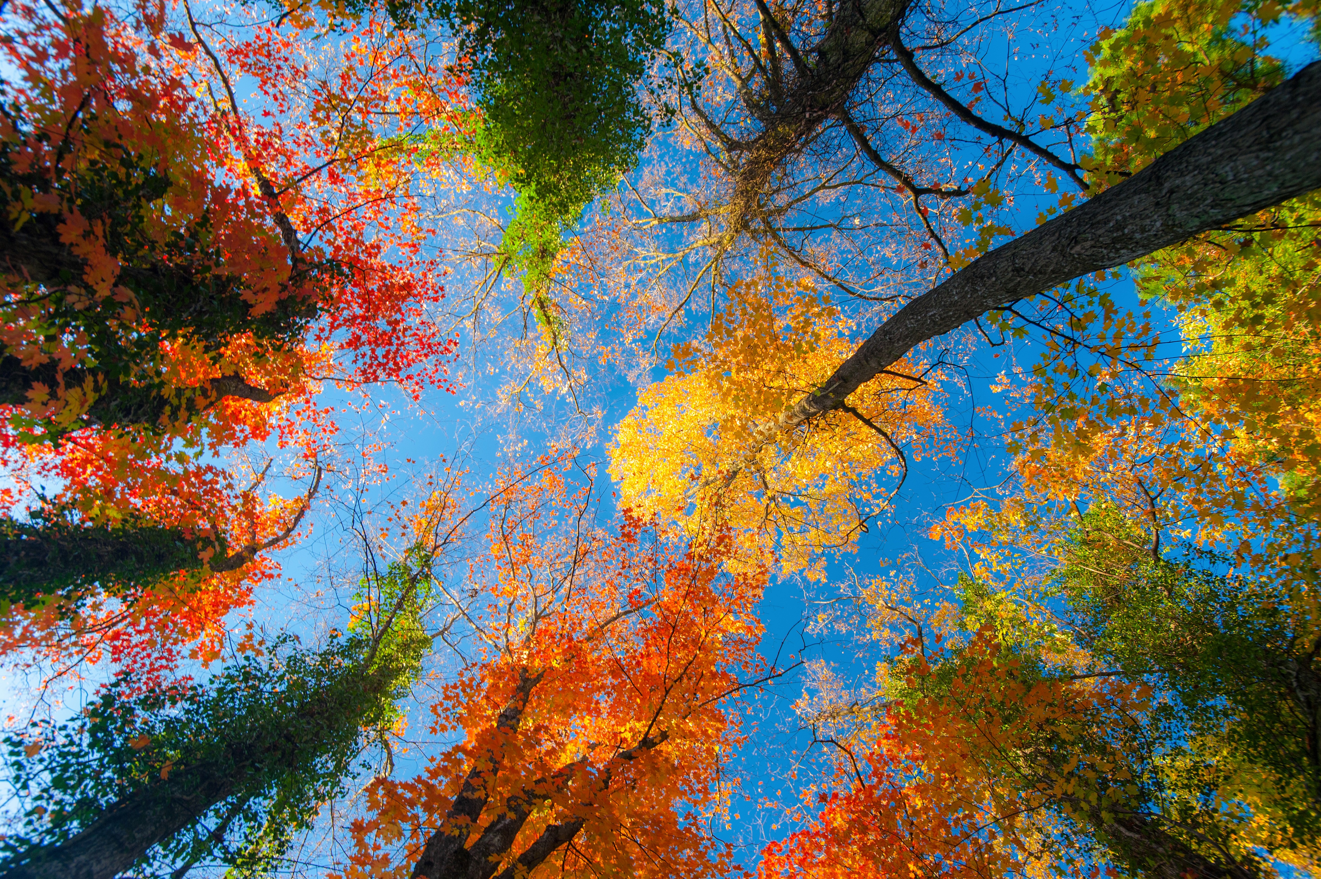 осень небо листья лес деревья