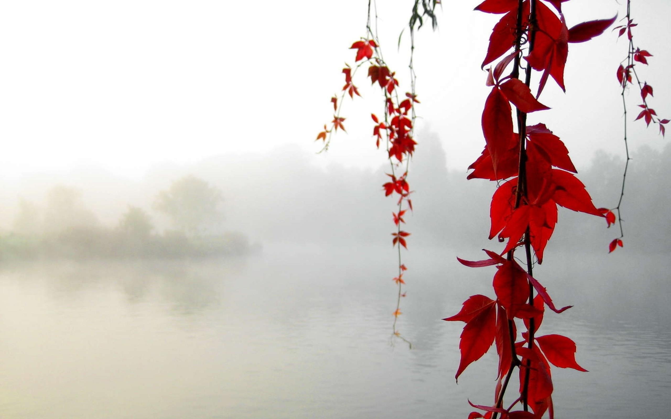 осень озеро туман листья