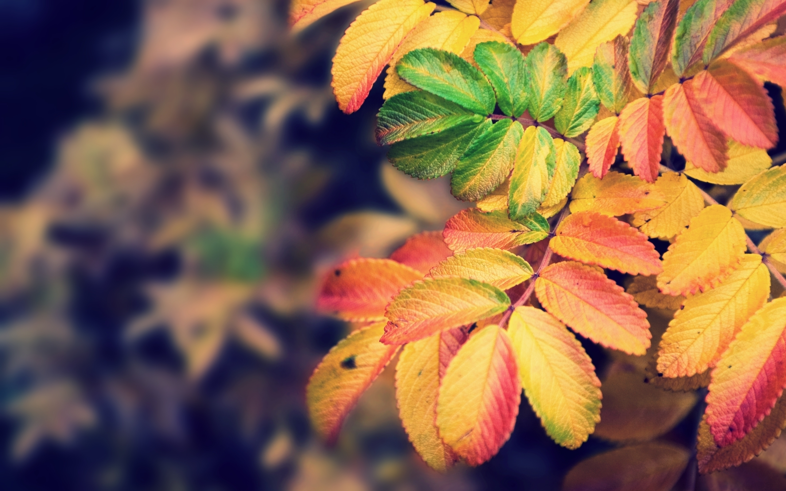 природа colors листья nature