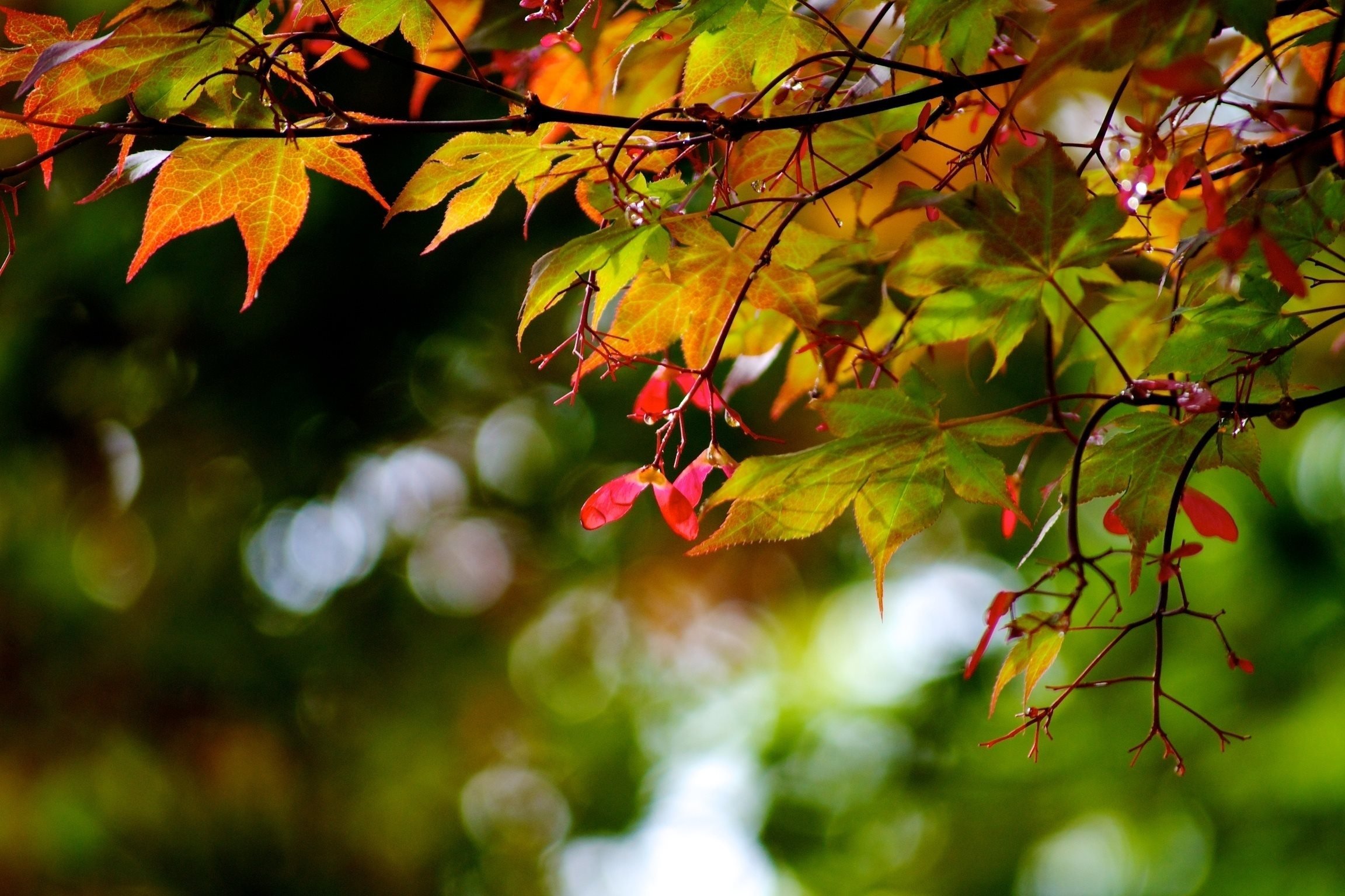 природа ветки боке осень