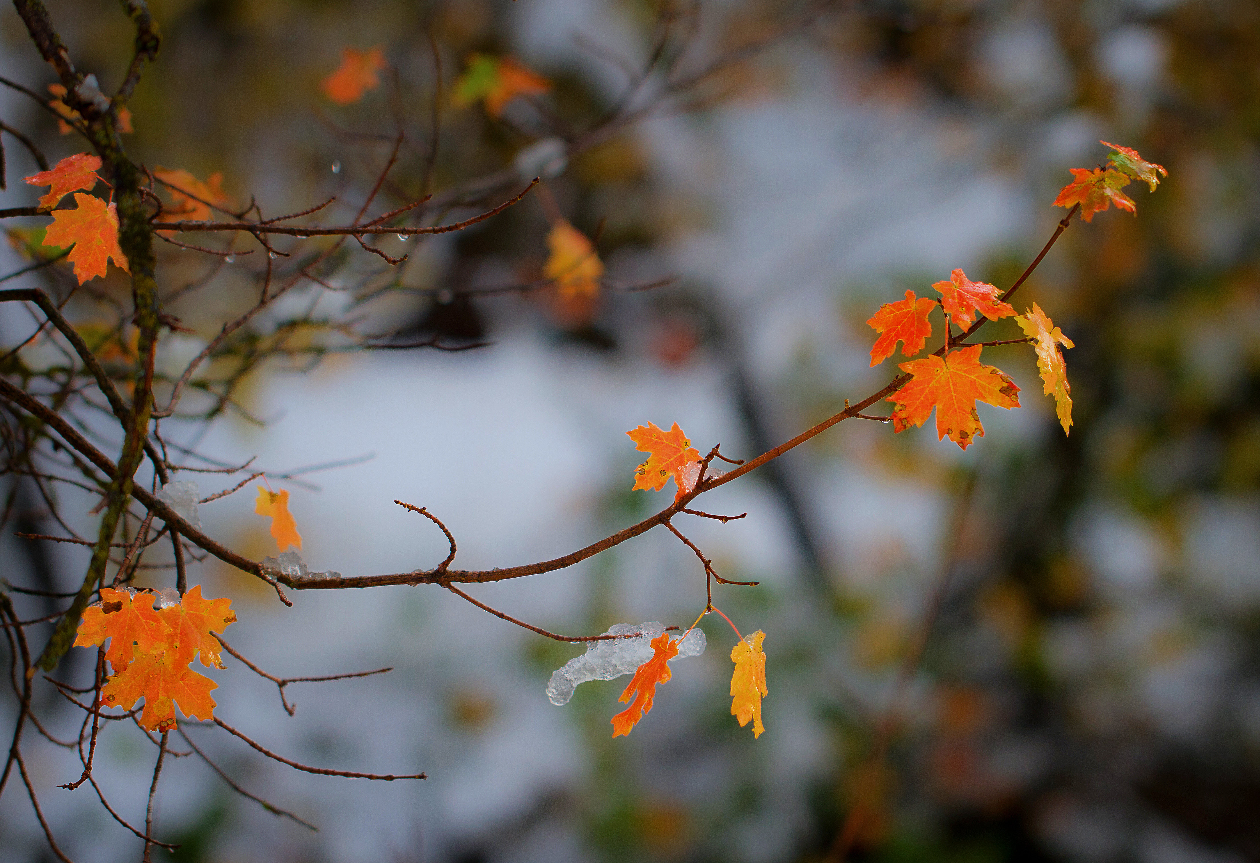 природа листва осень ветка капли