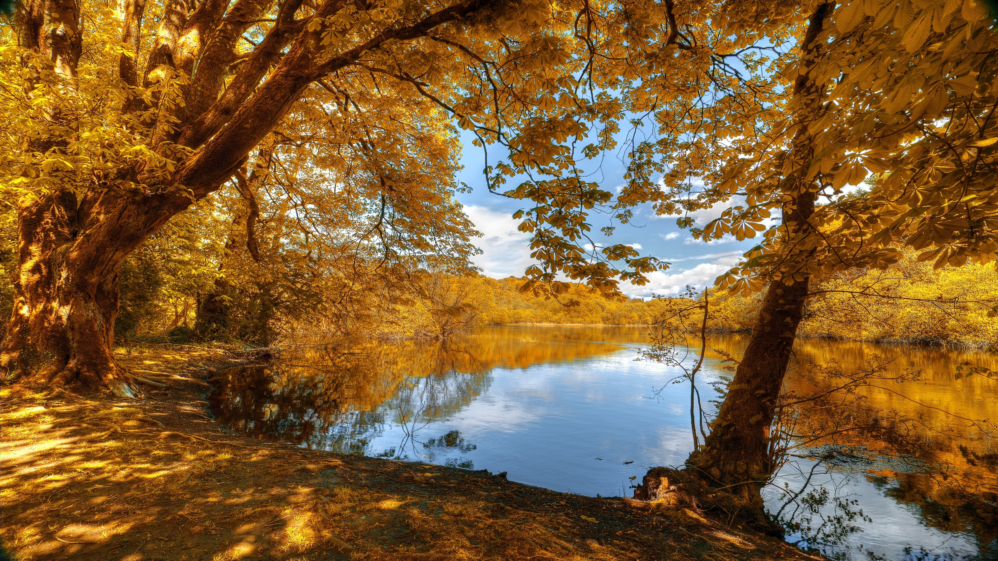 природа пруд пейзаж деревья осень