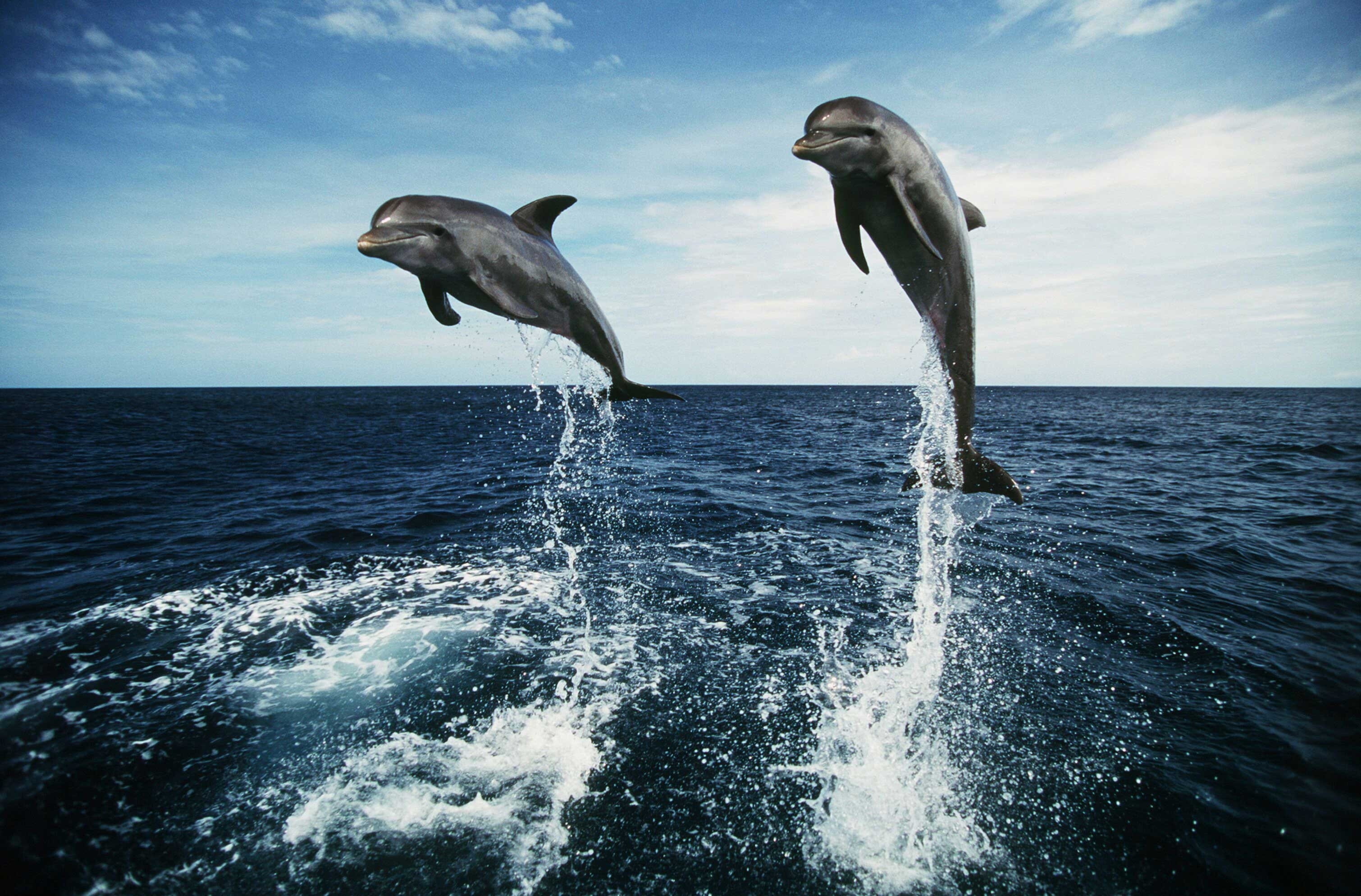 Живая природа дельфины. Дельфин-Афалина. Дельфины афалины. Дельфины Охотского моря. Дельфины в море.