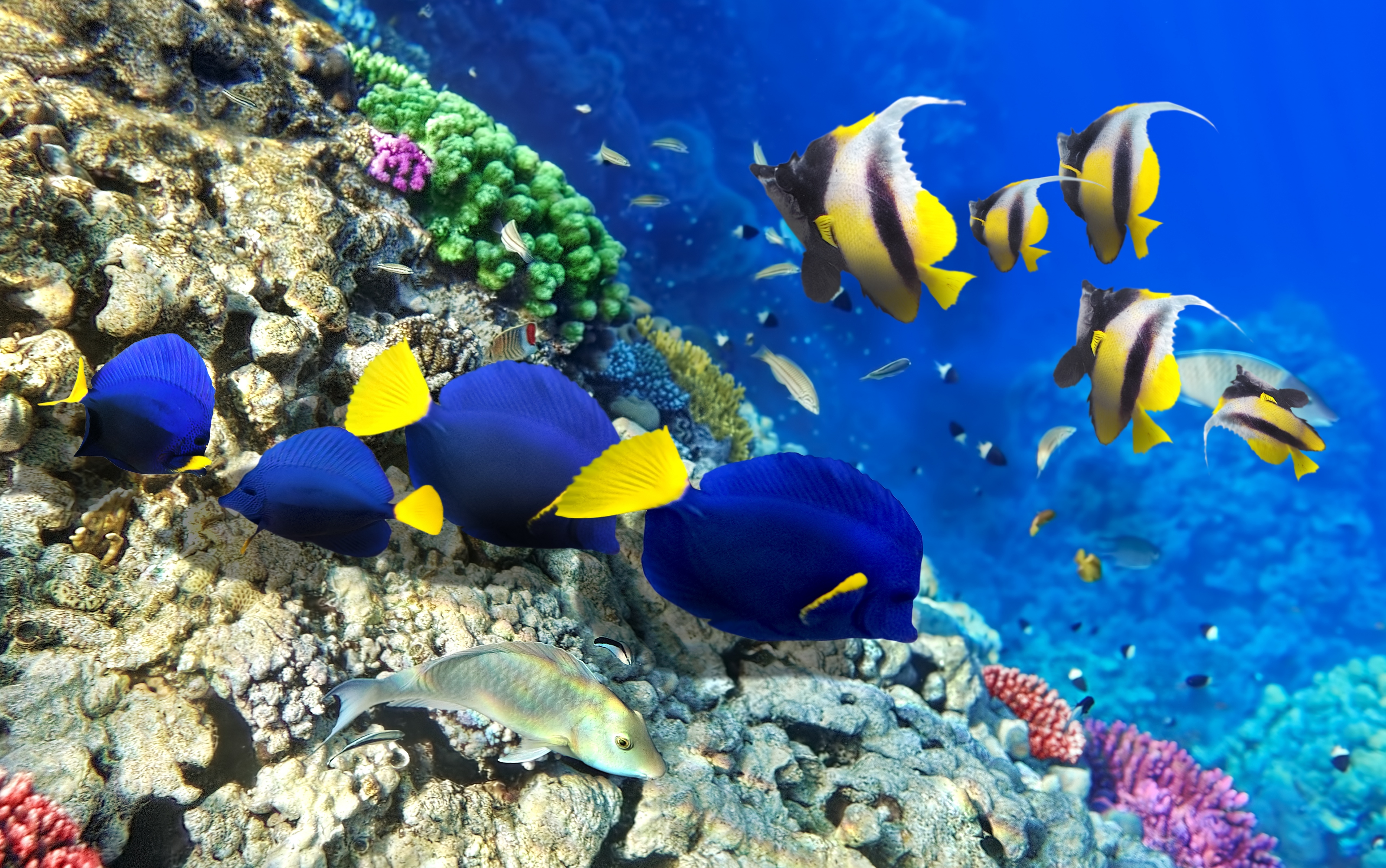 Природа подводный мир. Рифовые рыбы красного моря. Национальный морской парк Ватаму. Коралловые рифы красного моря. Рыбы кораллового рифа.