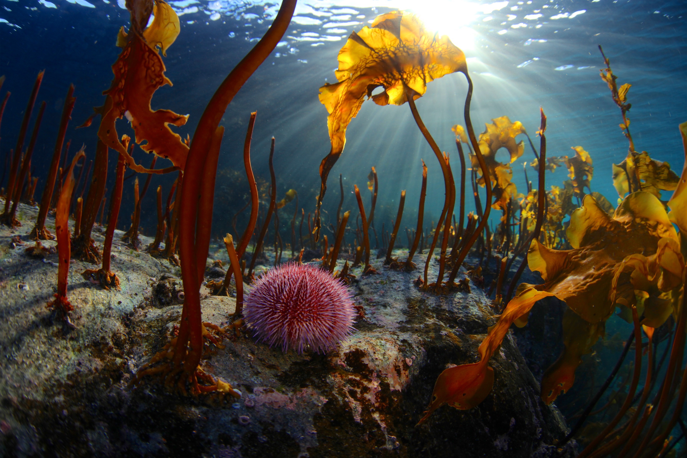 Океанические водоросли. Морской еж Баренцева моря. Водоросли Баренцева моря. Подводный мир Баренцева моря.