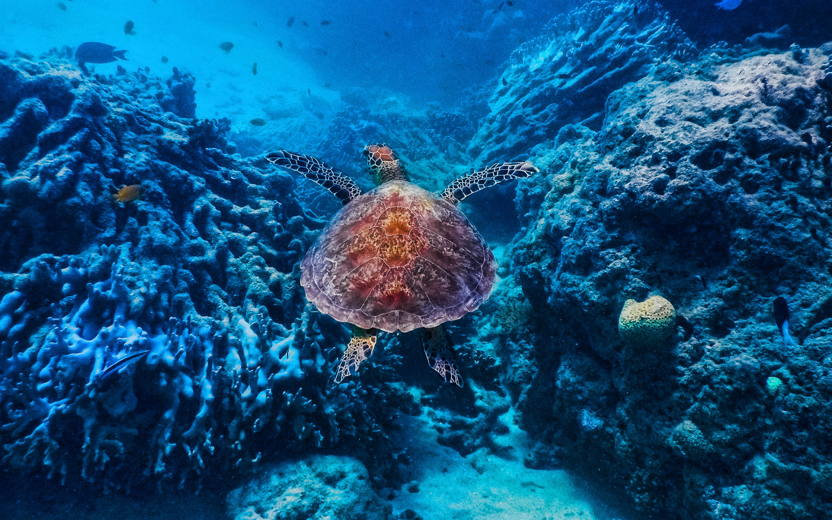 Черепаха БАли подводный мир