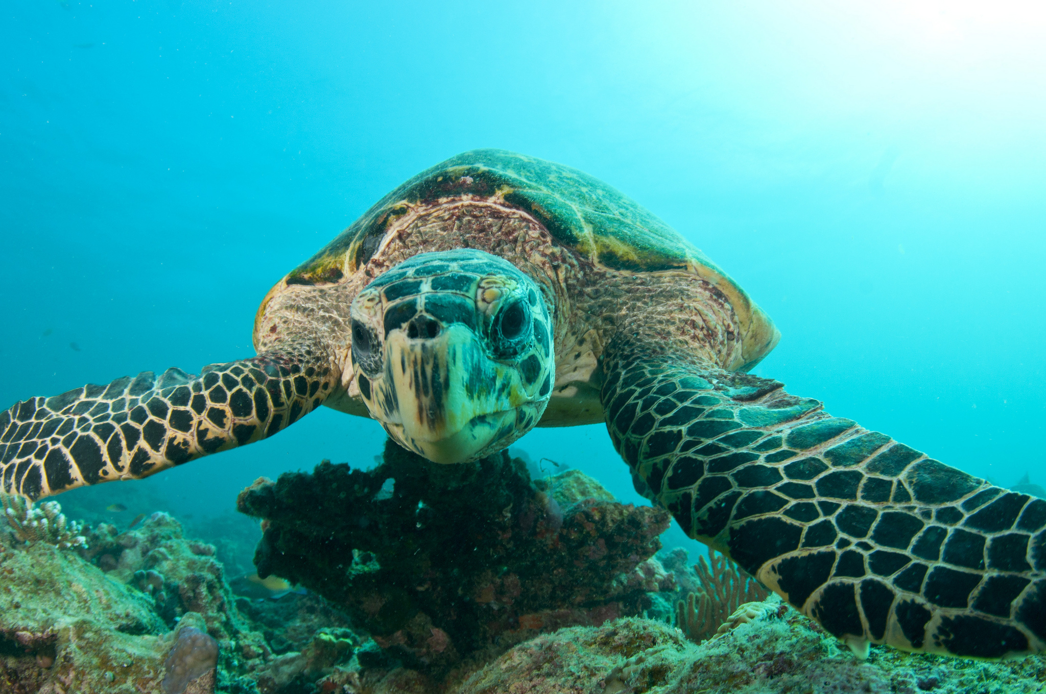 Черепахи Подводный животное