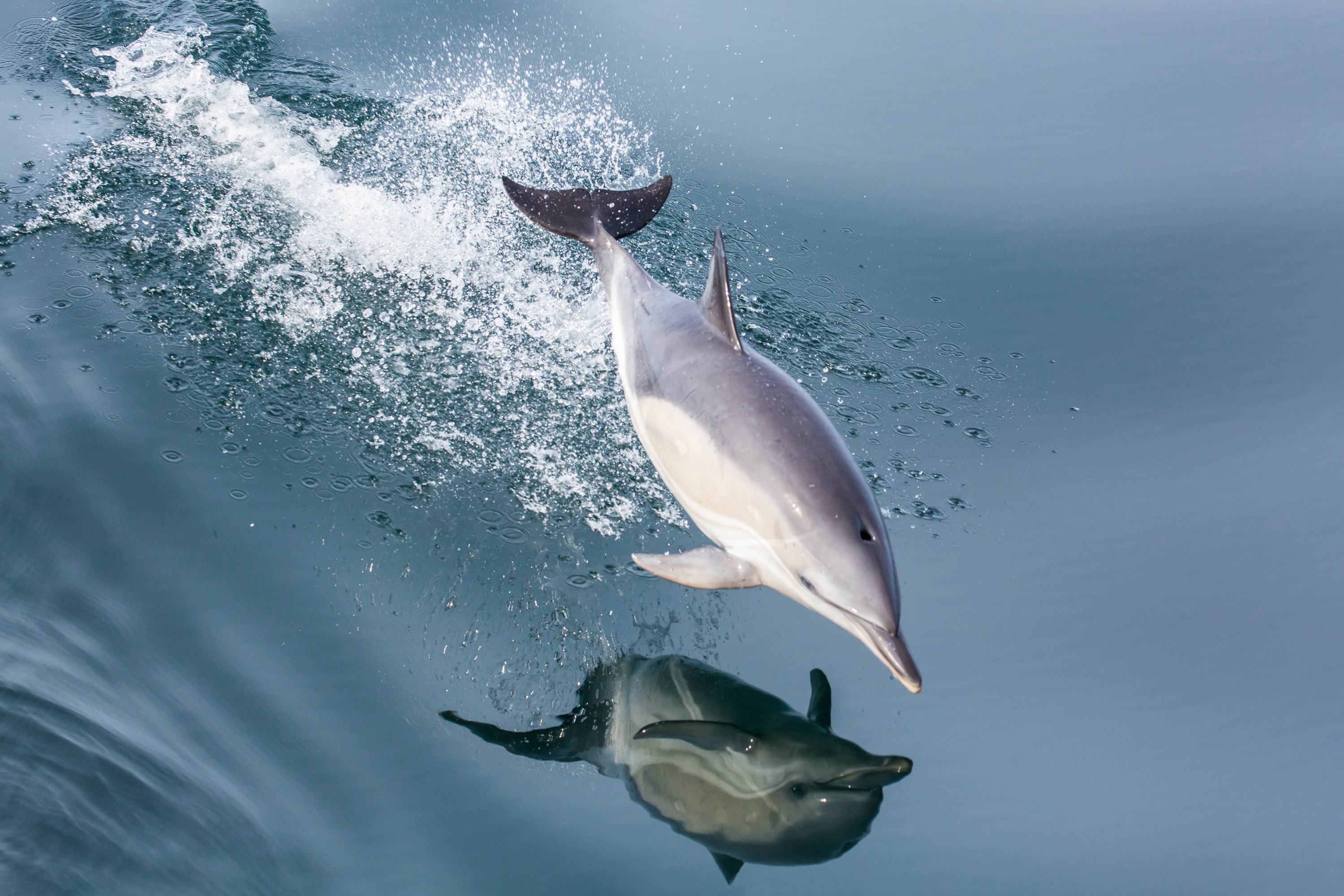вода брызги дельфин