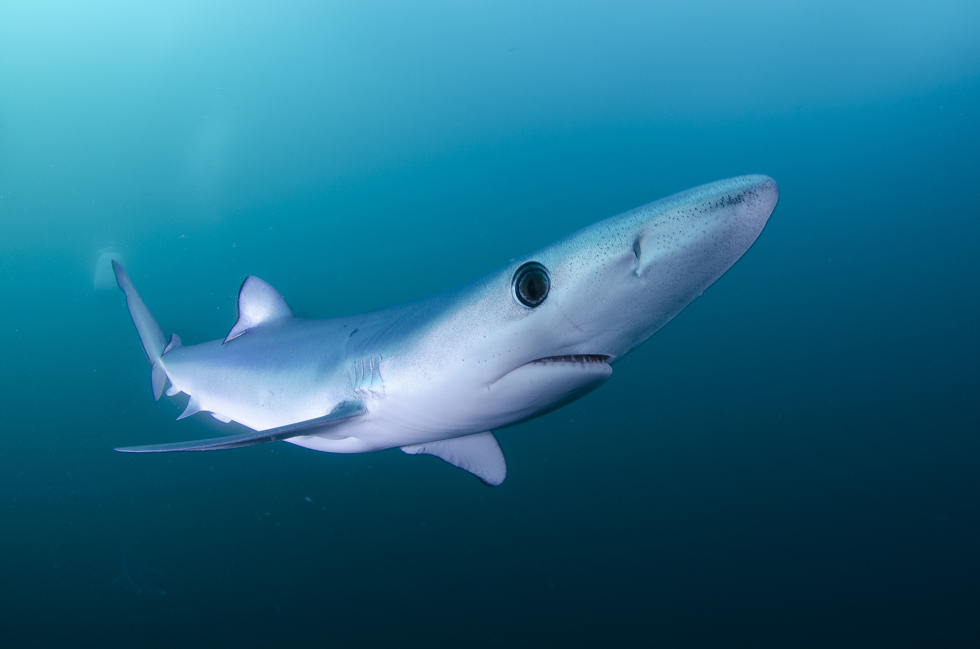 вода подводный мир море акула