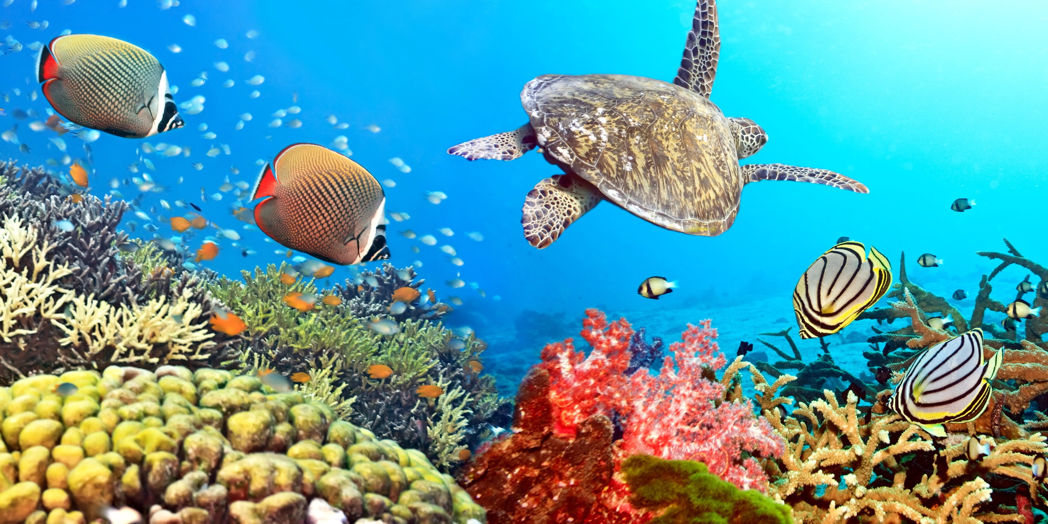 вода черепаха подводный мир