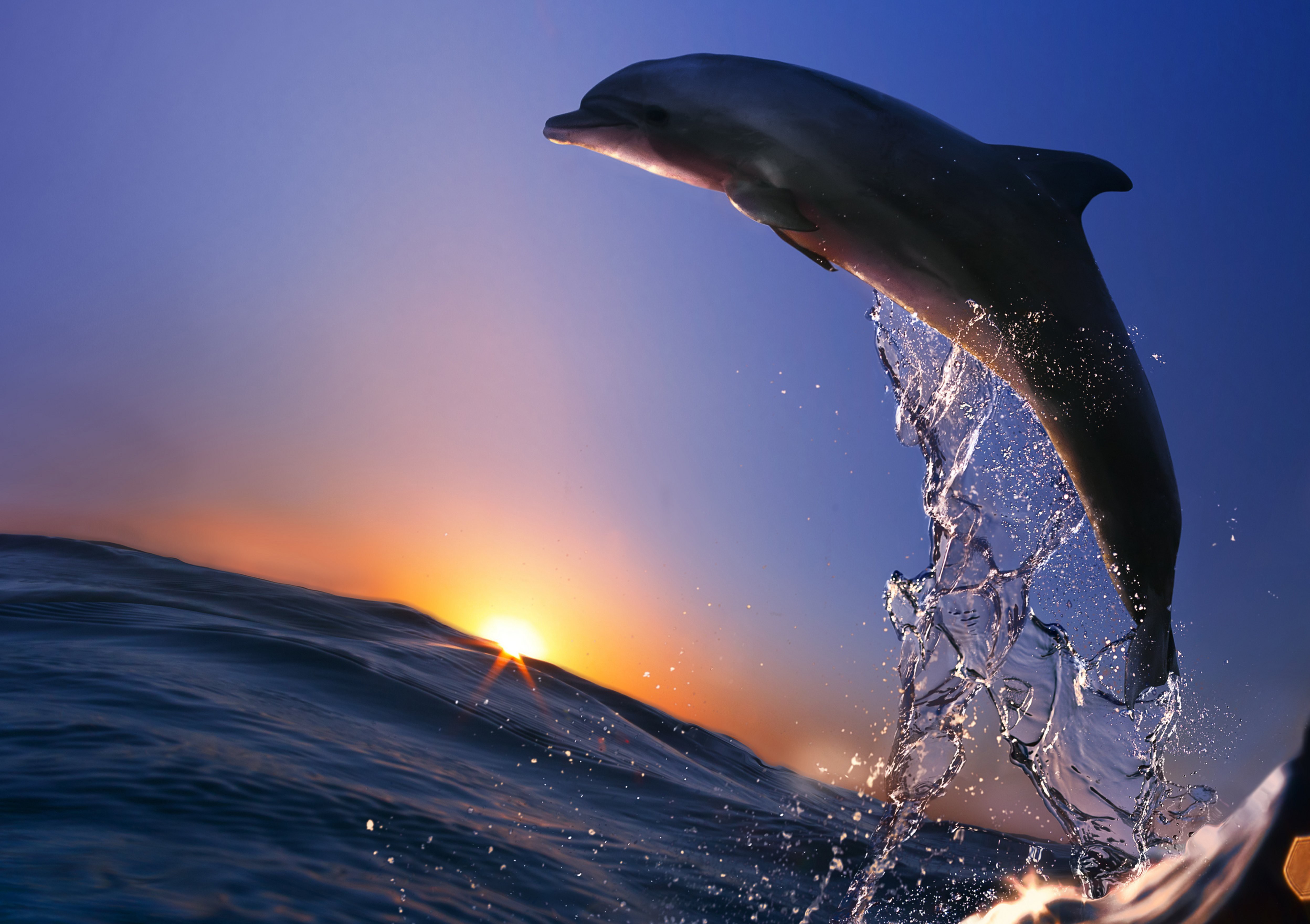 дельфин прыжок из моря