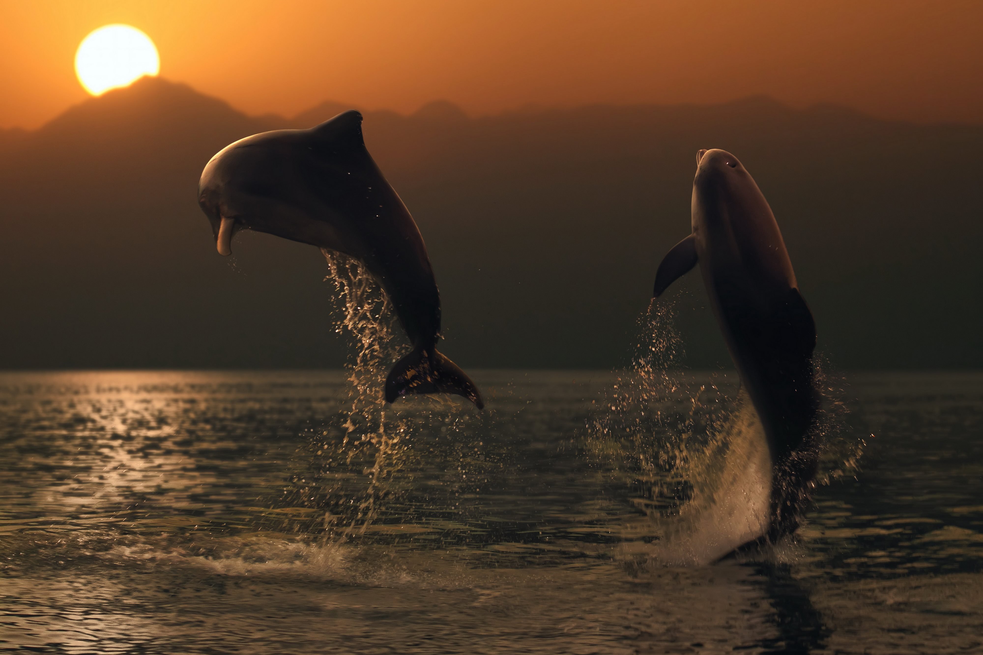 дельфины пара вода вечер