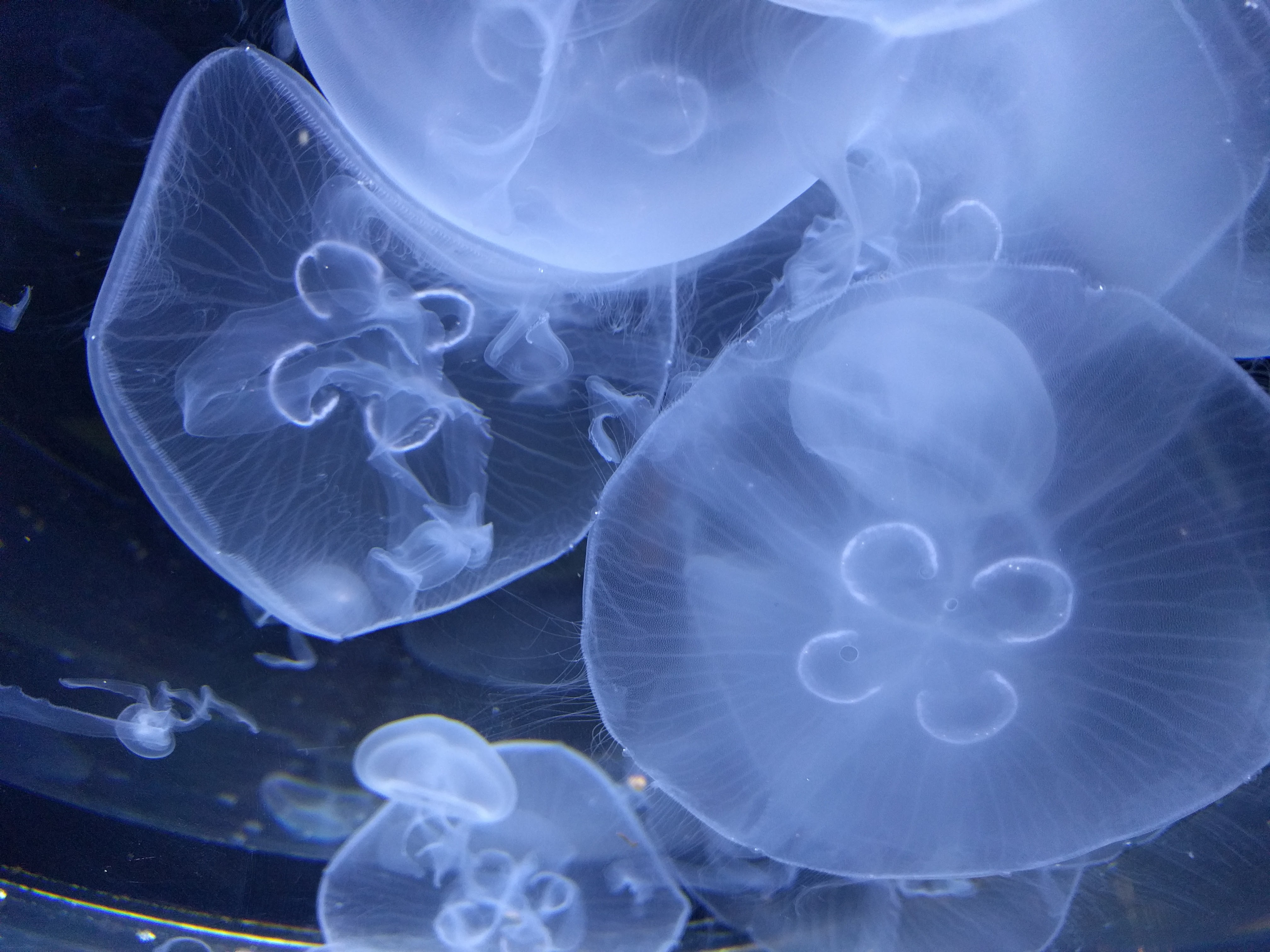 медузы подводый мир крупным
