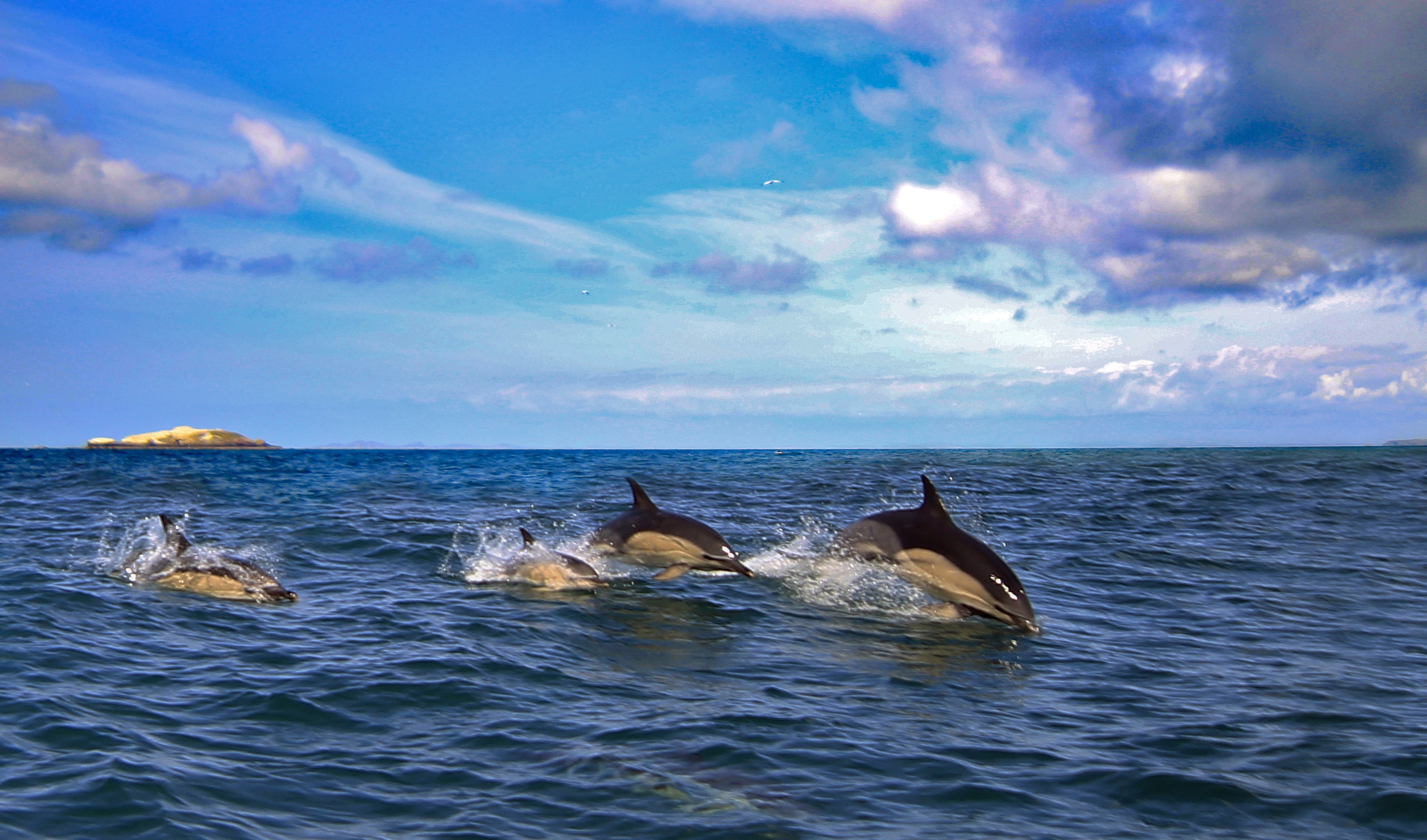 млекопитающее дельфины море