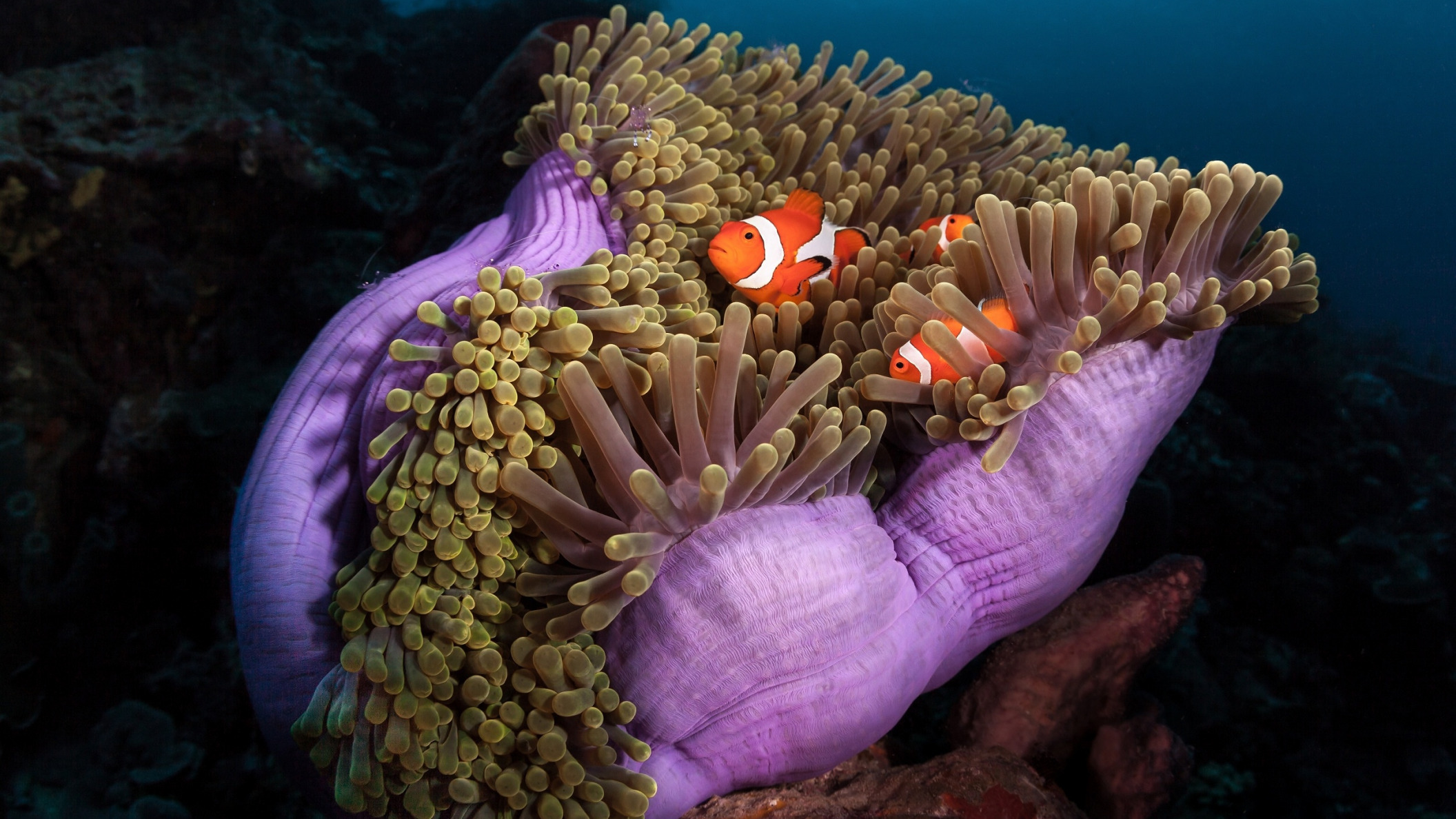 море актинии морские анемоны