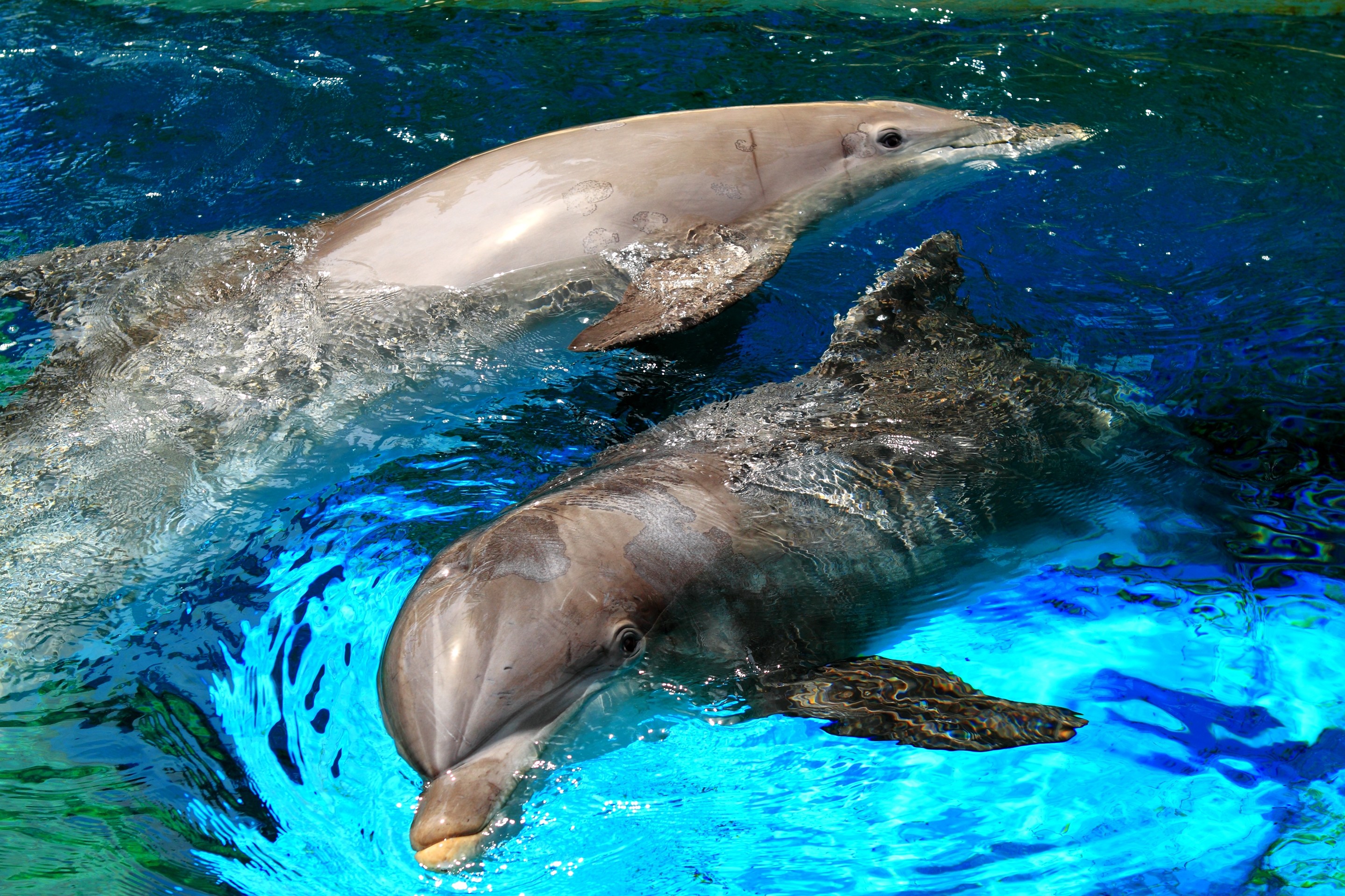 море брызги игра дельфин
