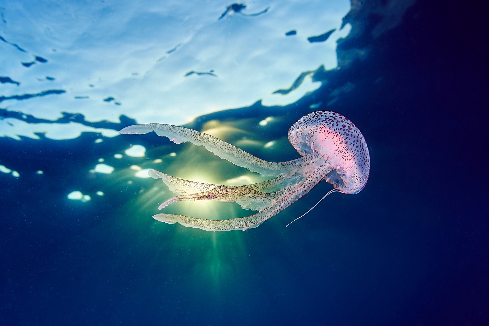природа океан море медуза вода