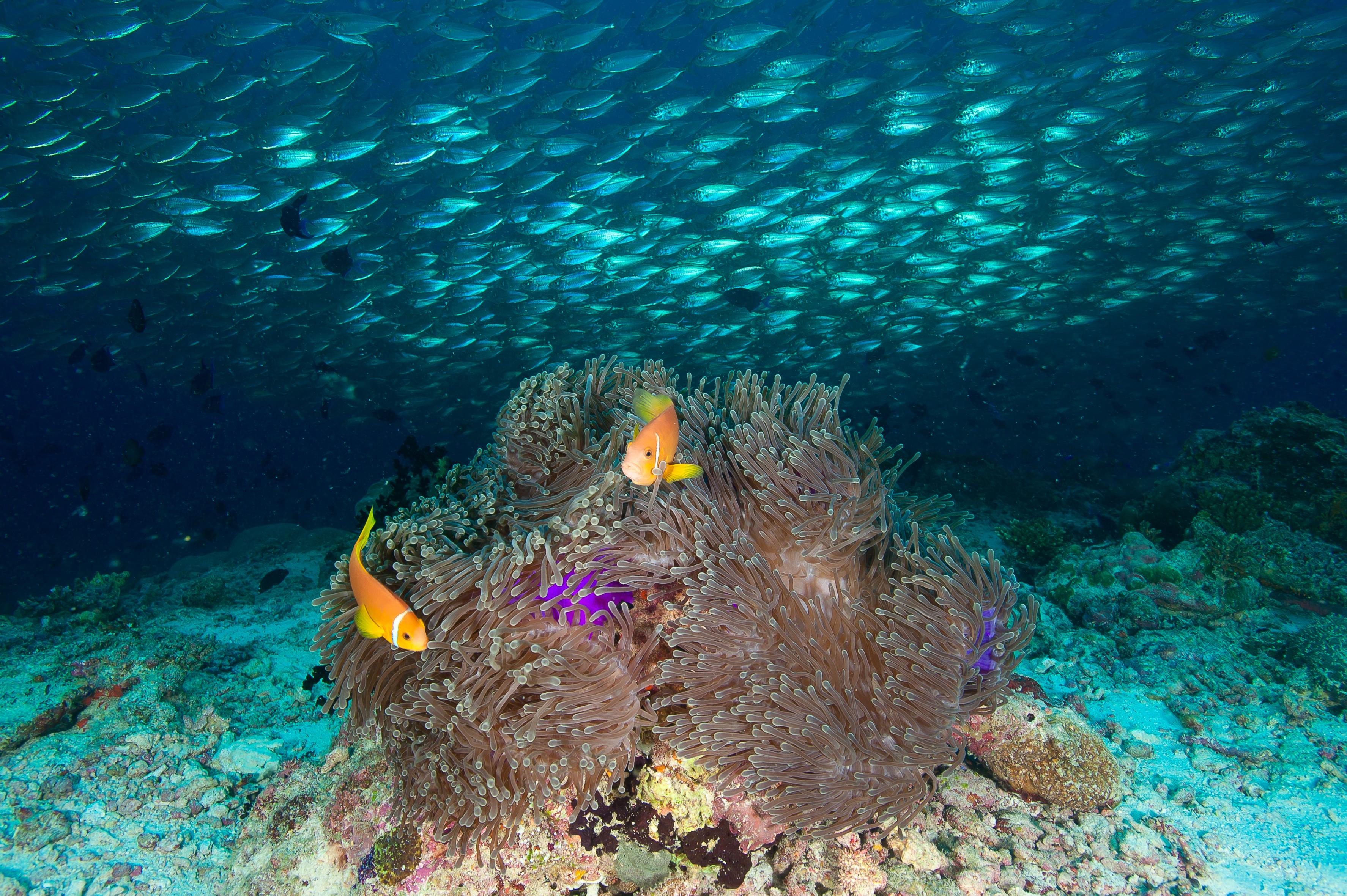 рыбы тропики мальдивы