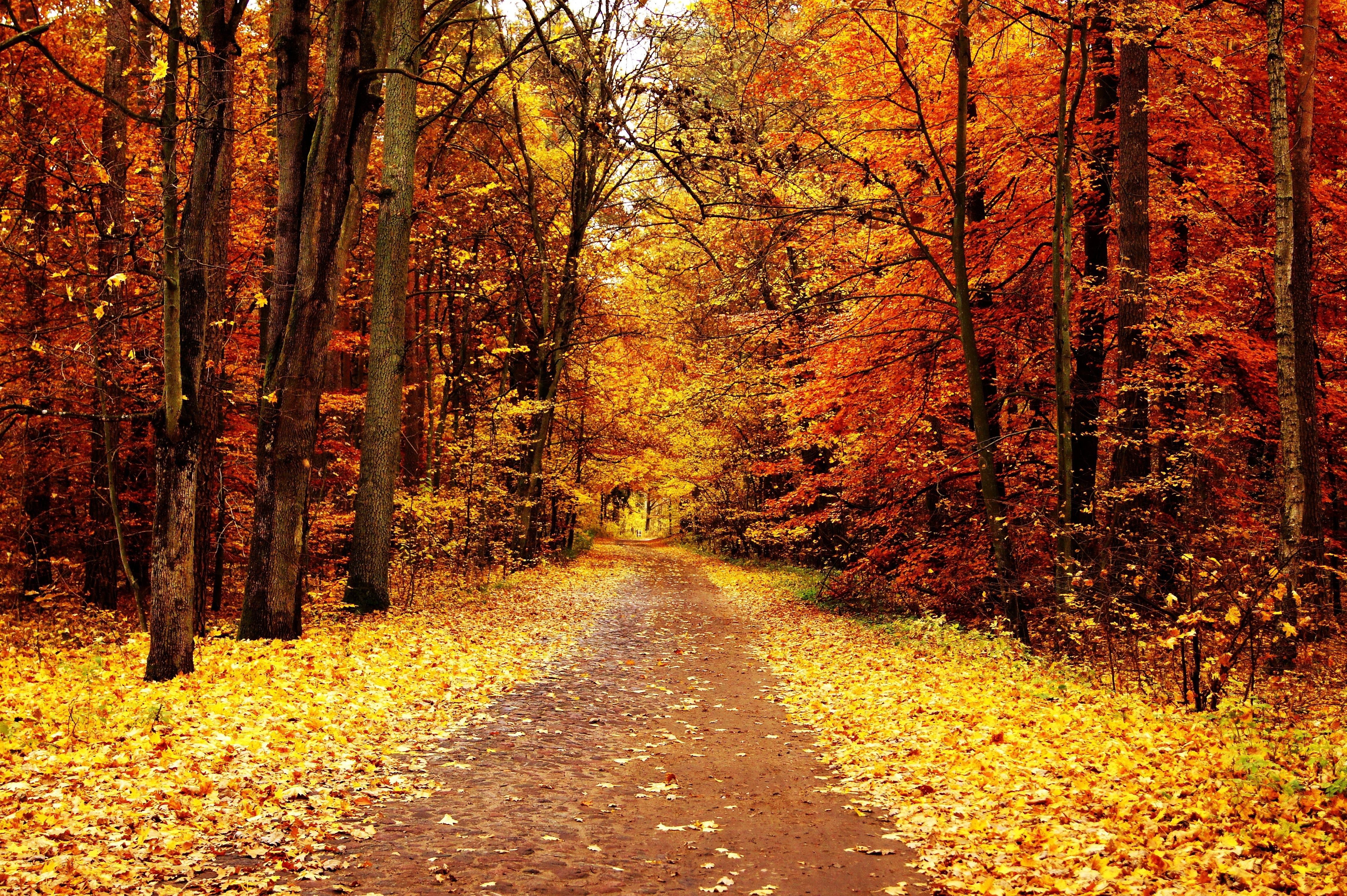 Fall отзывы. Осенний лес. Красивая осень. Осенний фон. Осень в лесу.