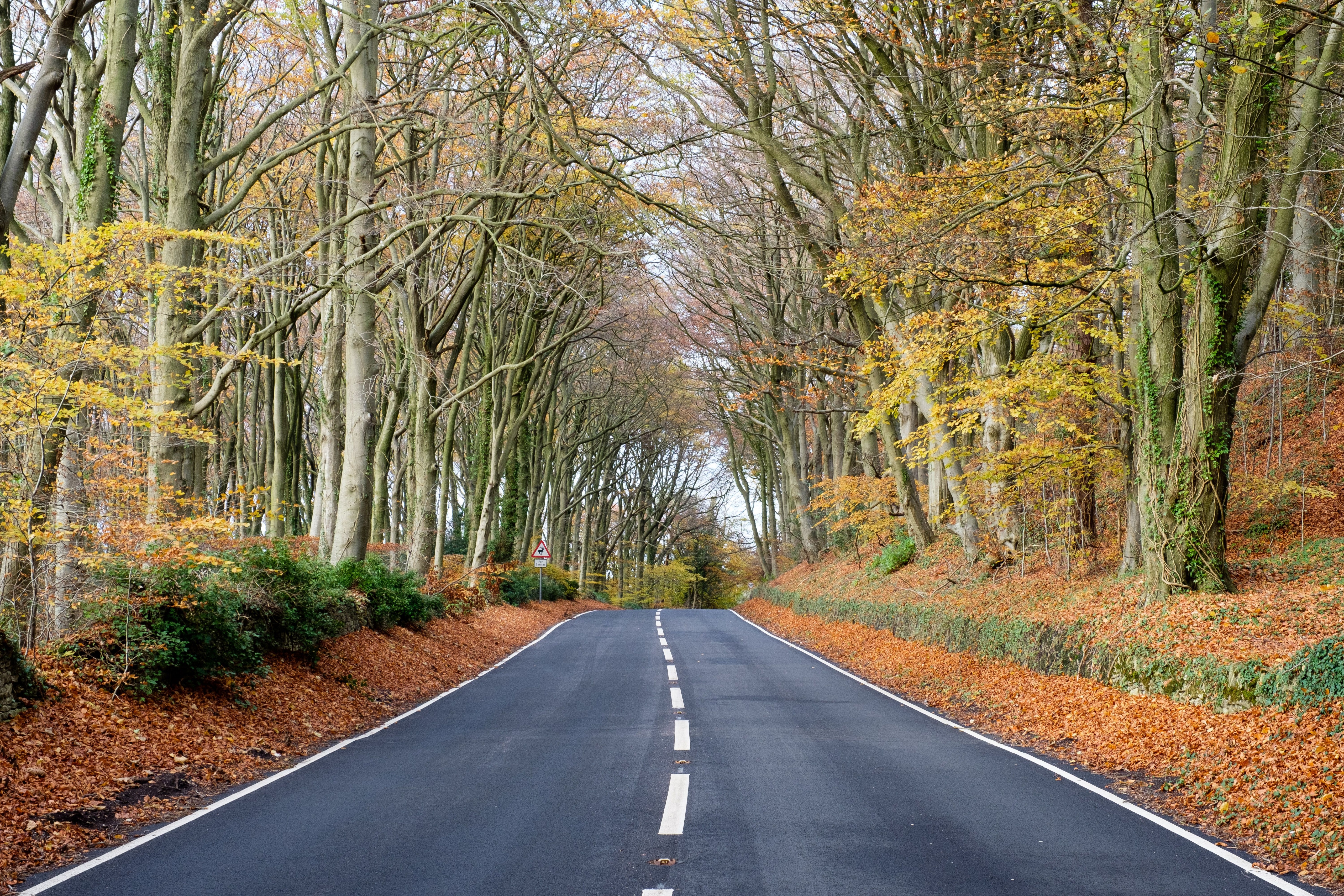  пейзаж деревья дорога