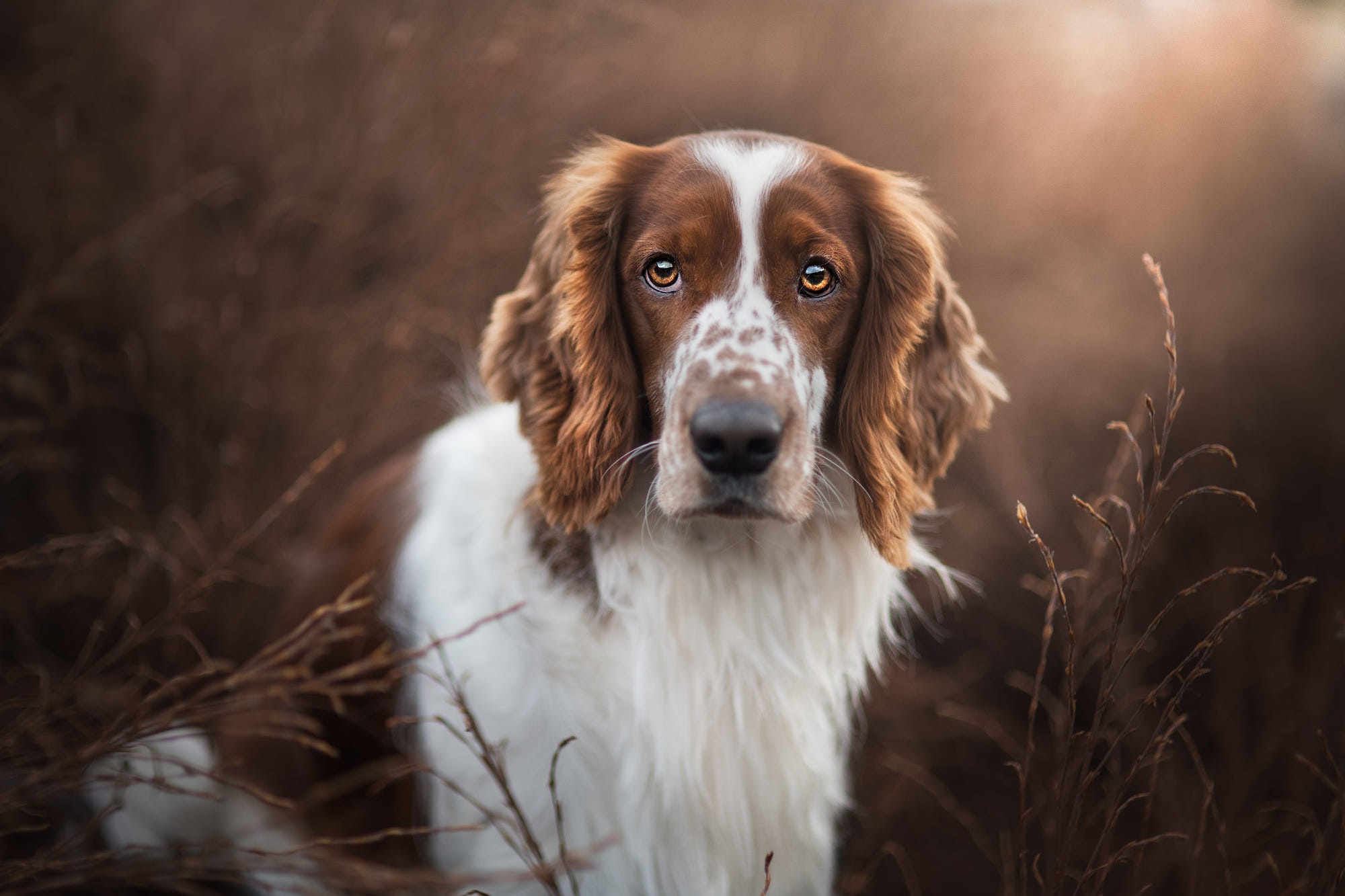 взгляд собака морда портрет
