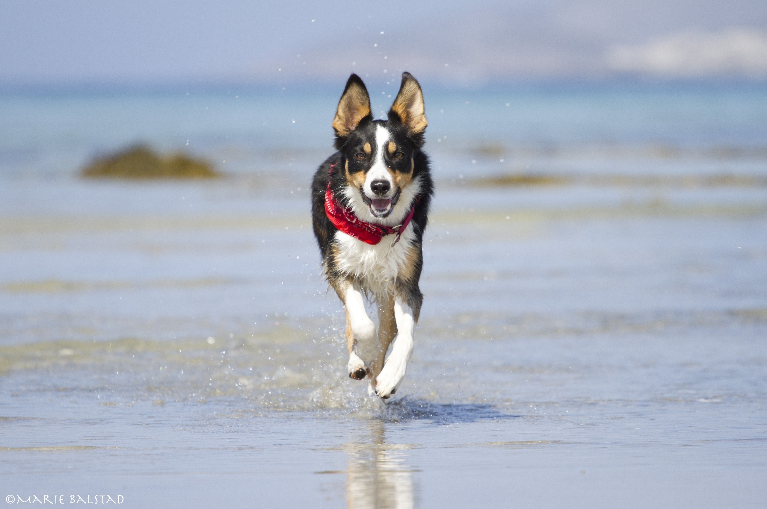 вода радость морда пес собака