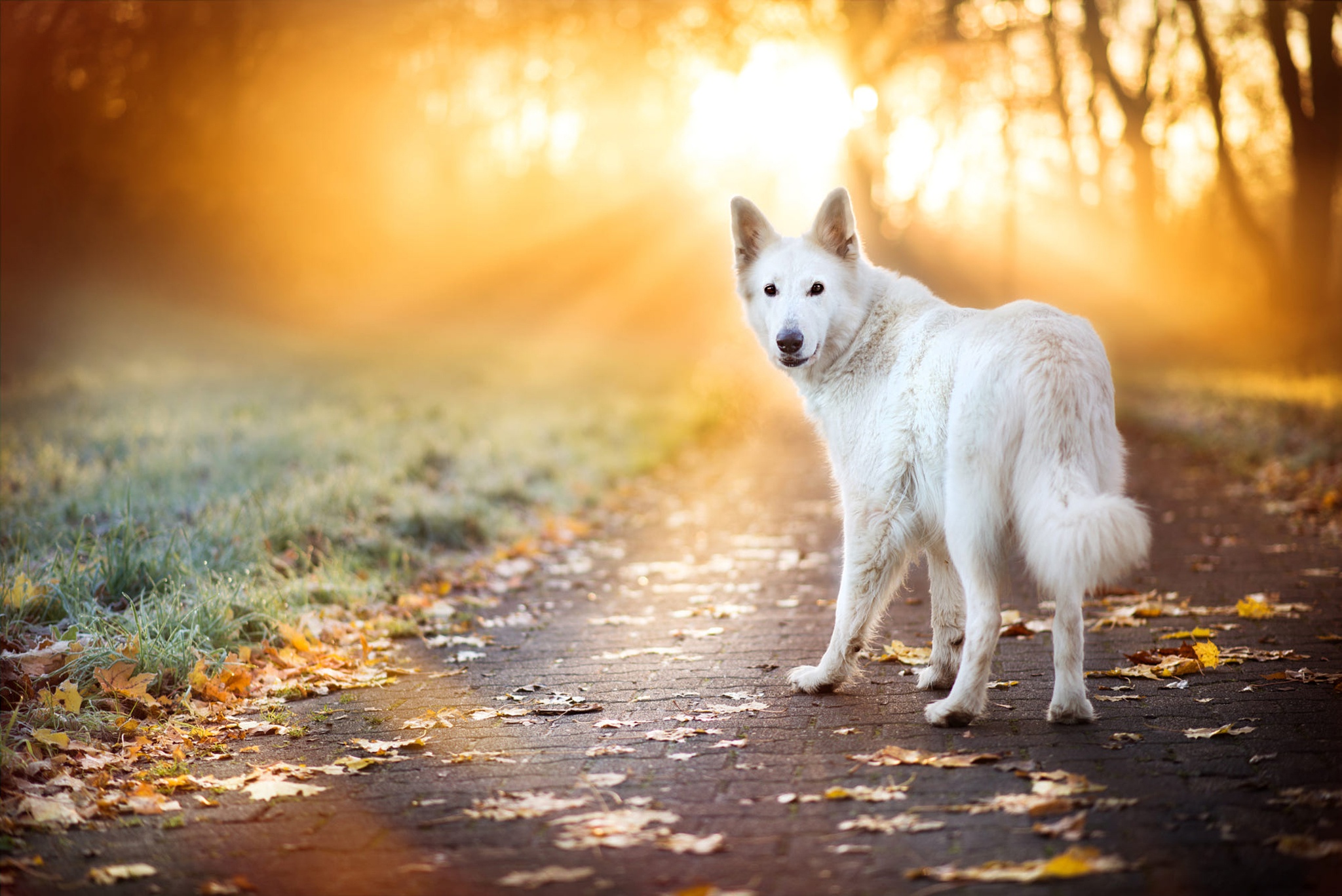 дорога деревья белая собака