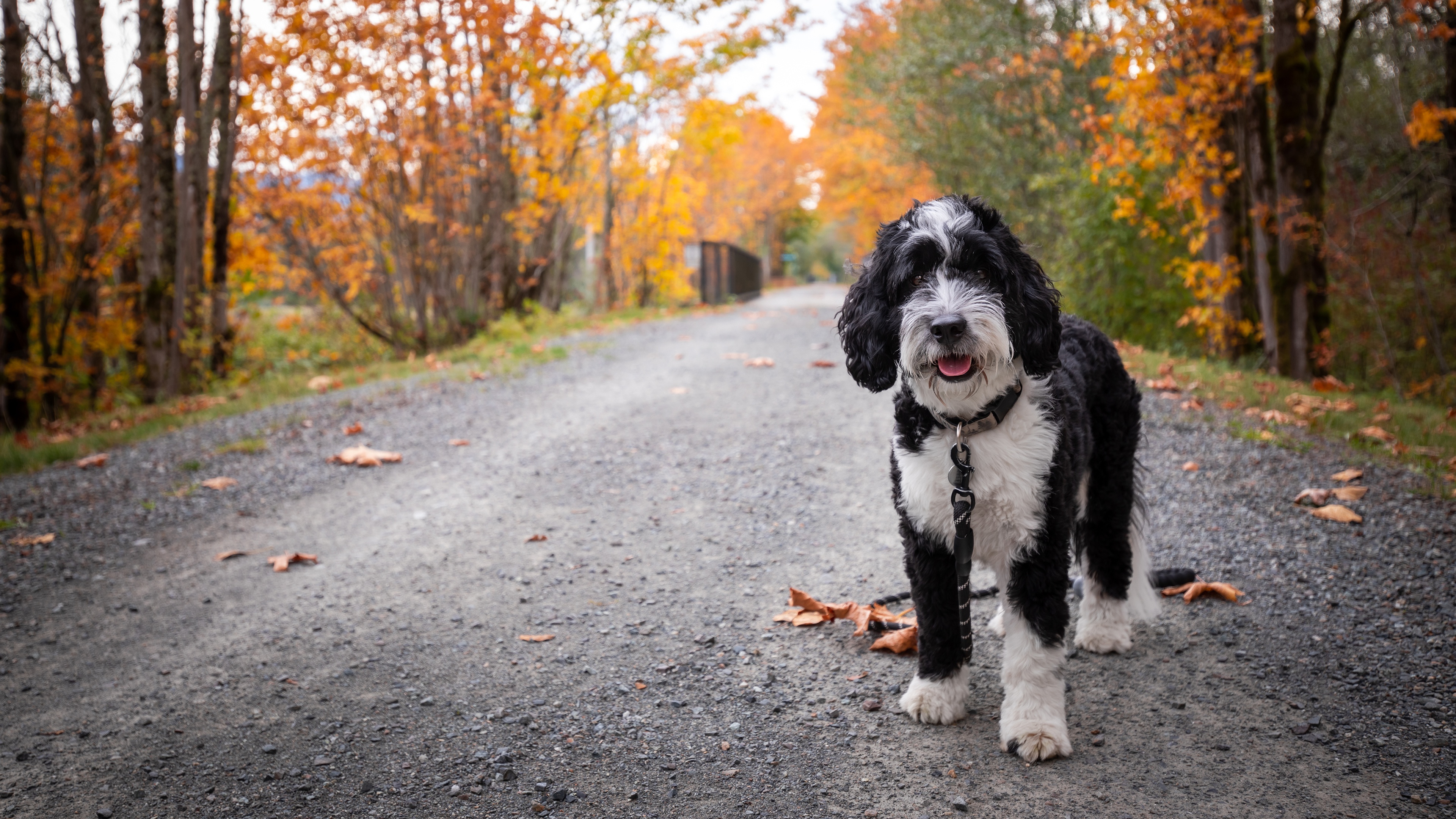 дорога собака листья осень