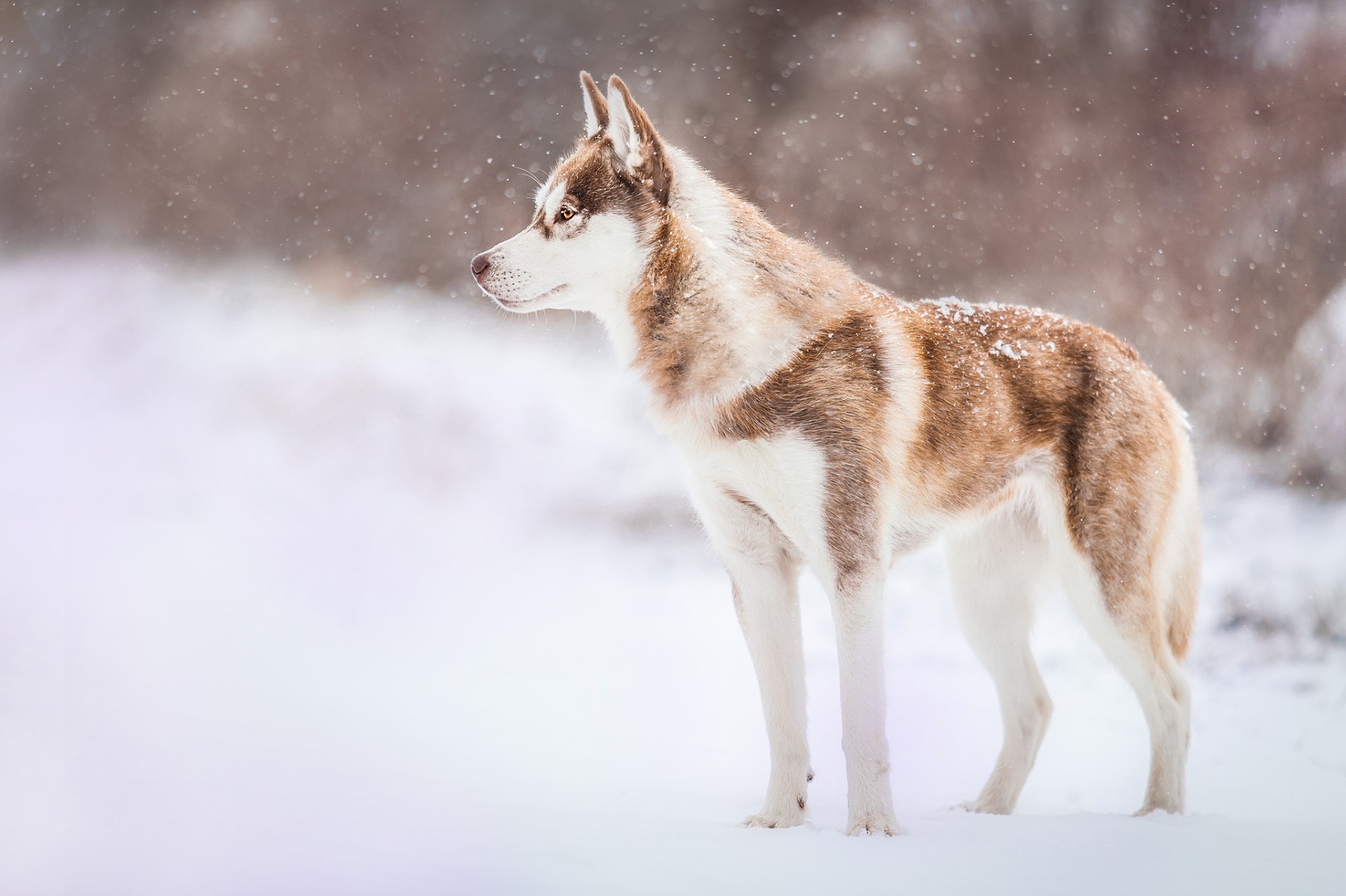 зима природа стоит собака