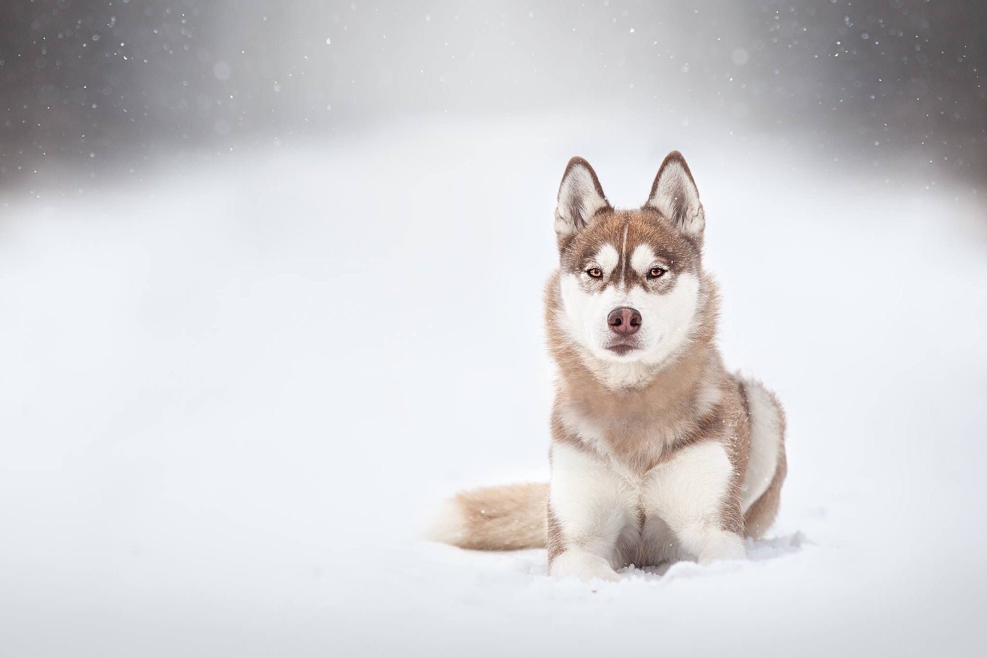 зима светлый снег хаски