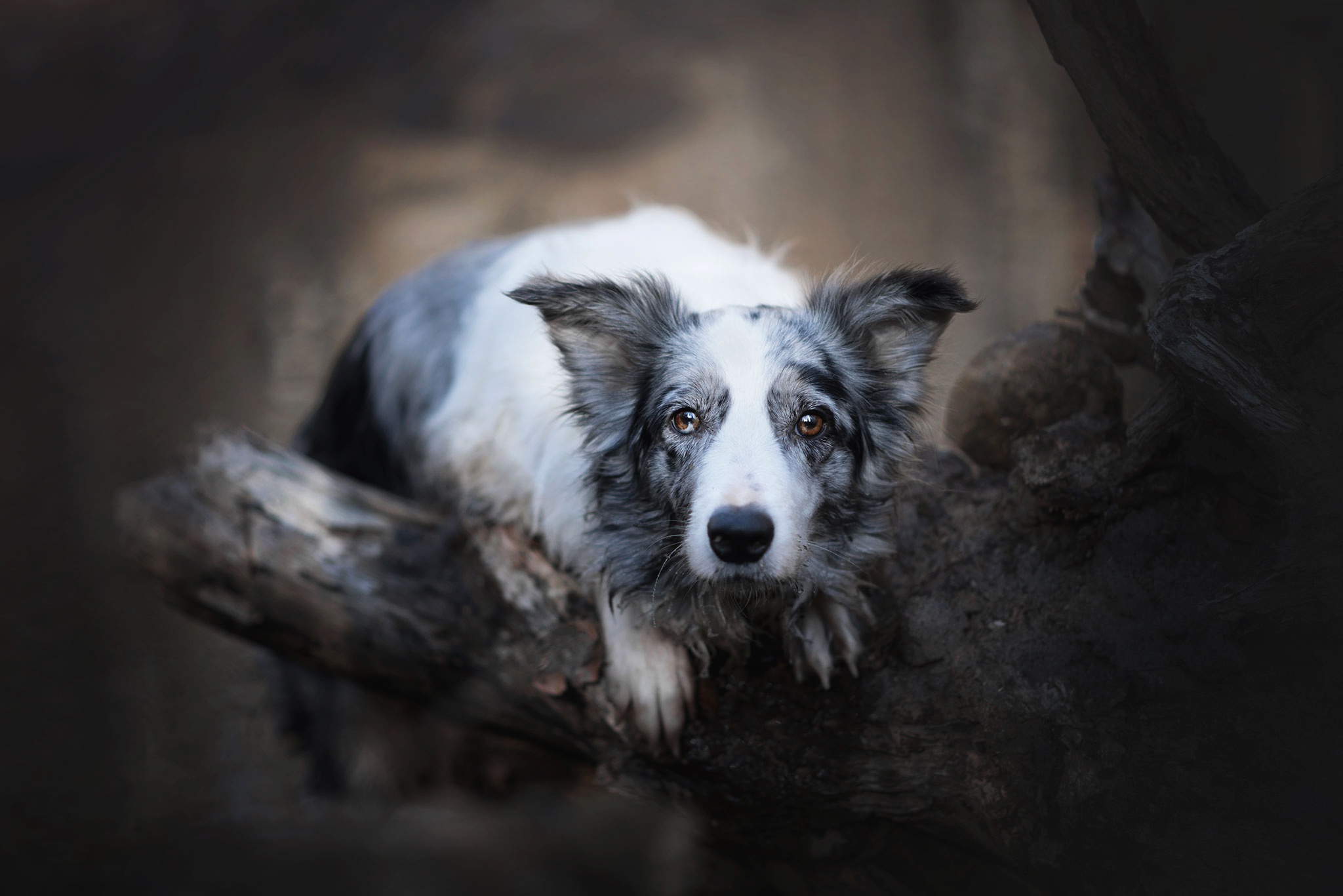 лес природа боке