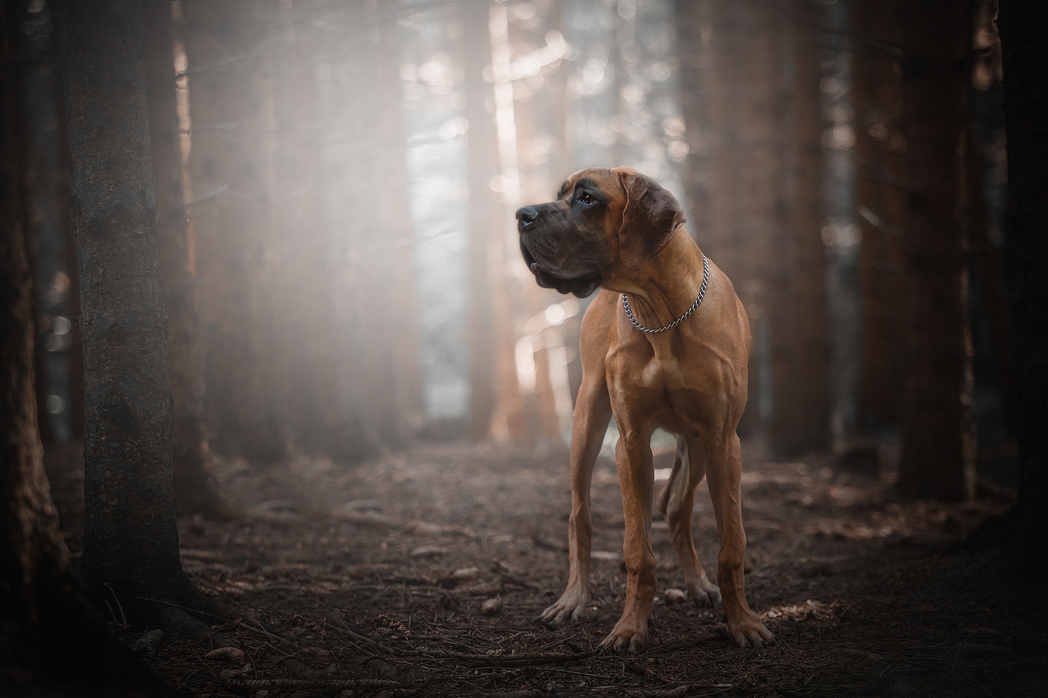 лес собака боке свет немецкий