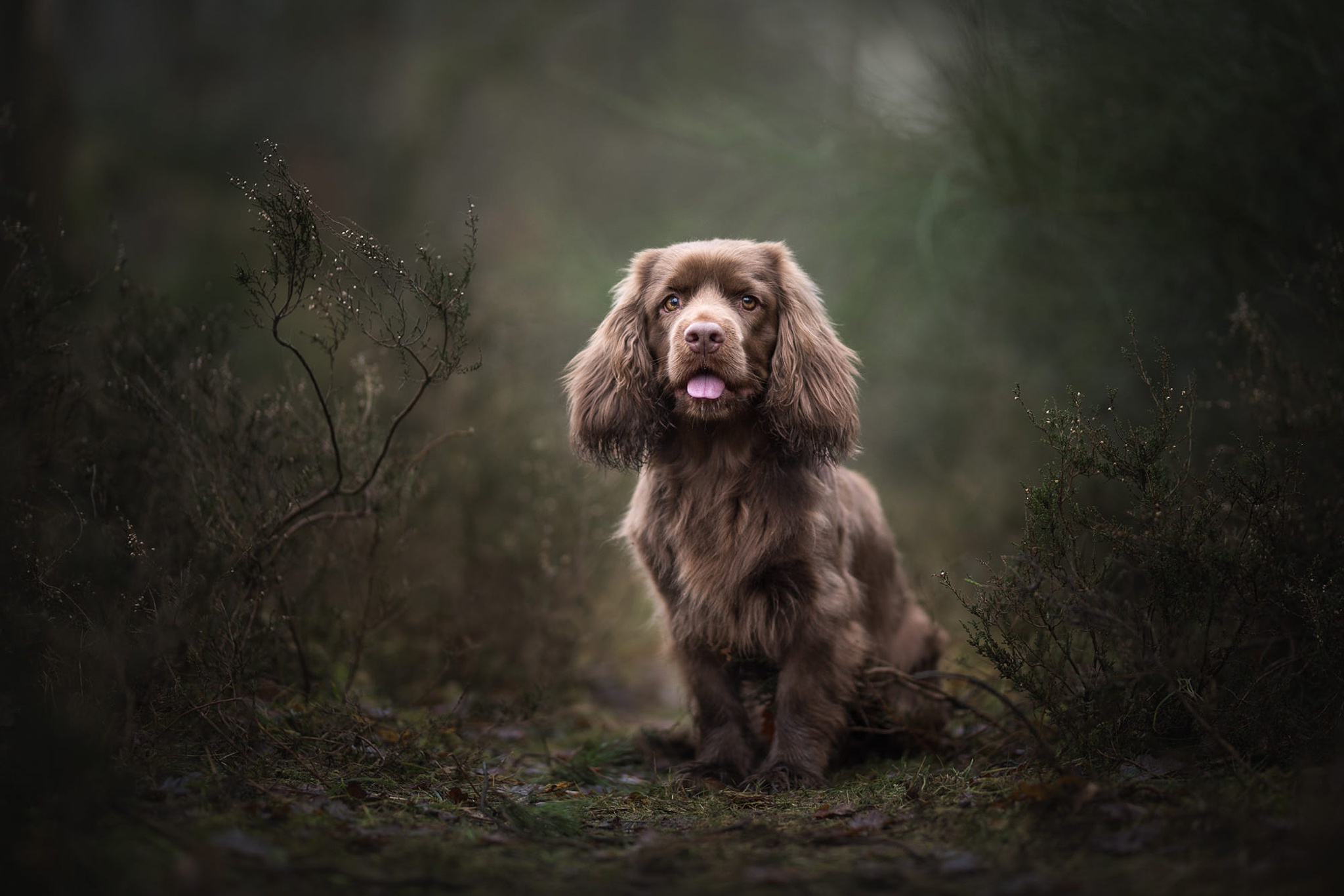 лес темный растительность