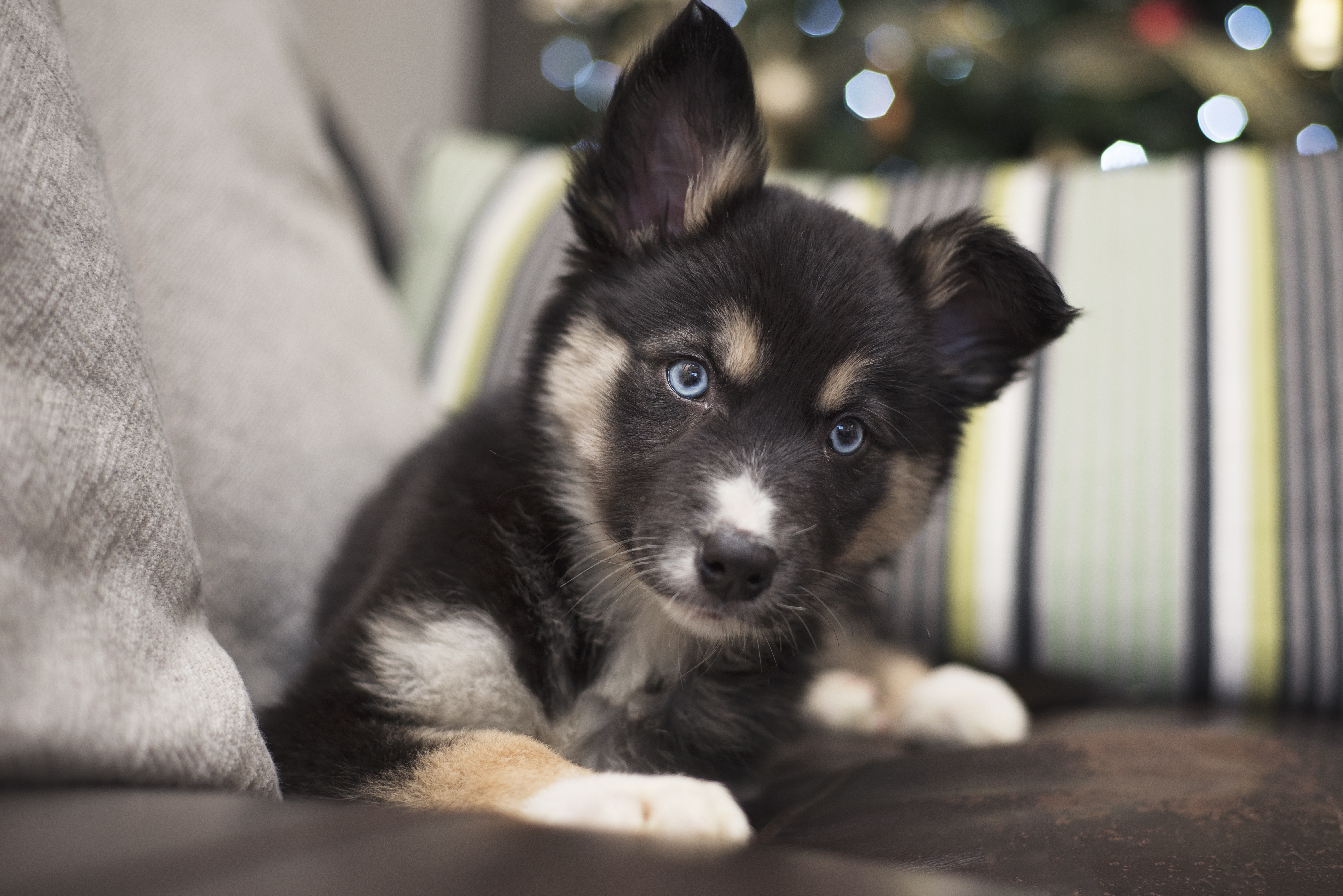 мордочка взгляд щенок