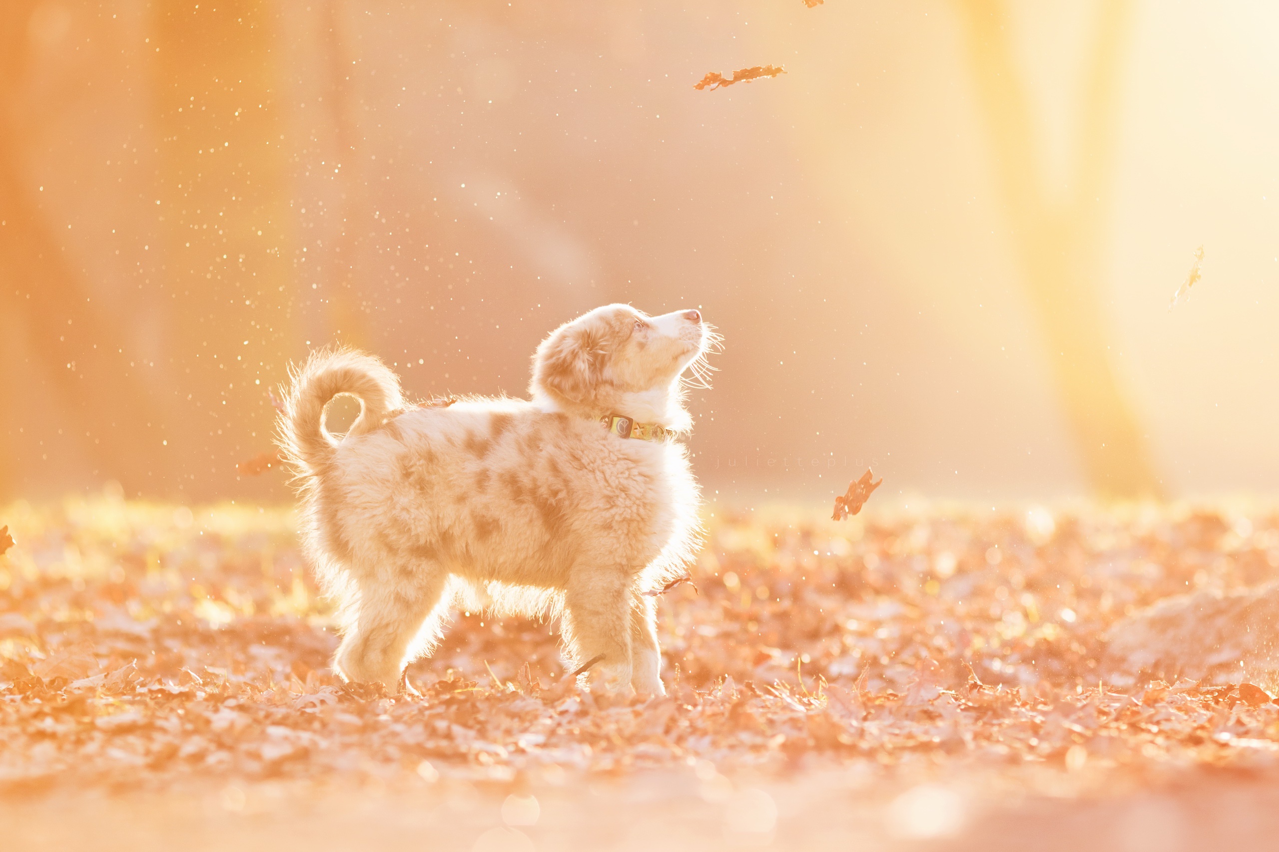 осень листья собака природа