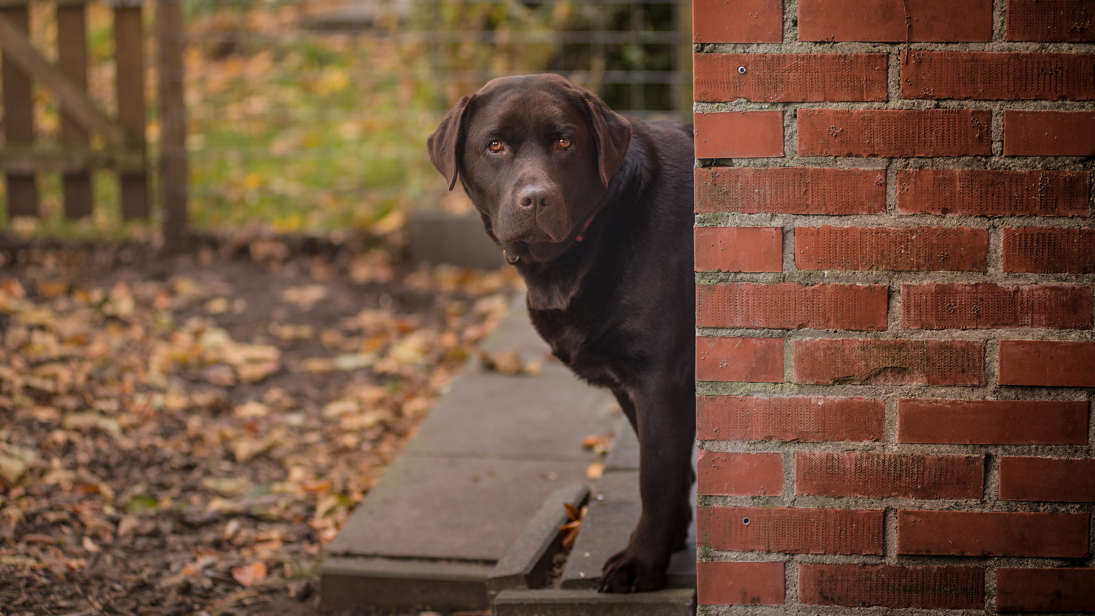 осень морда портрет собака