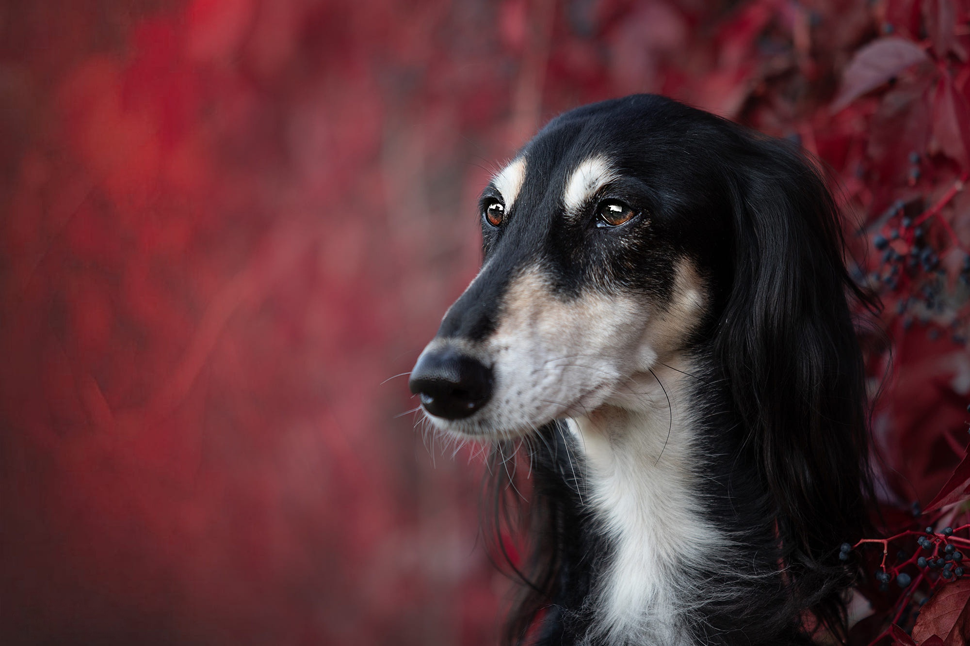 осень салюки багрянец