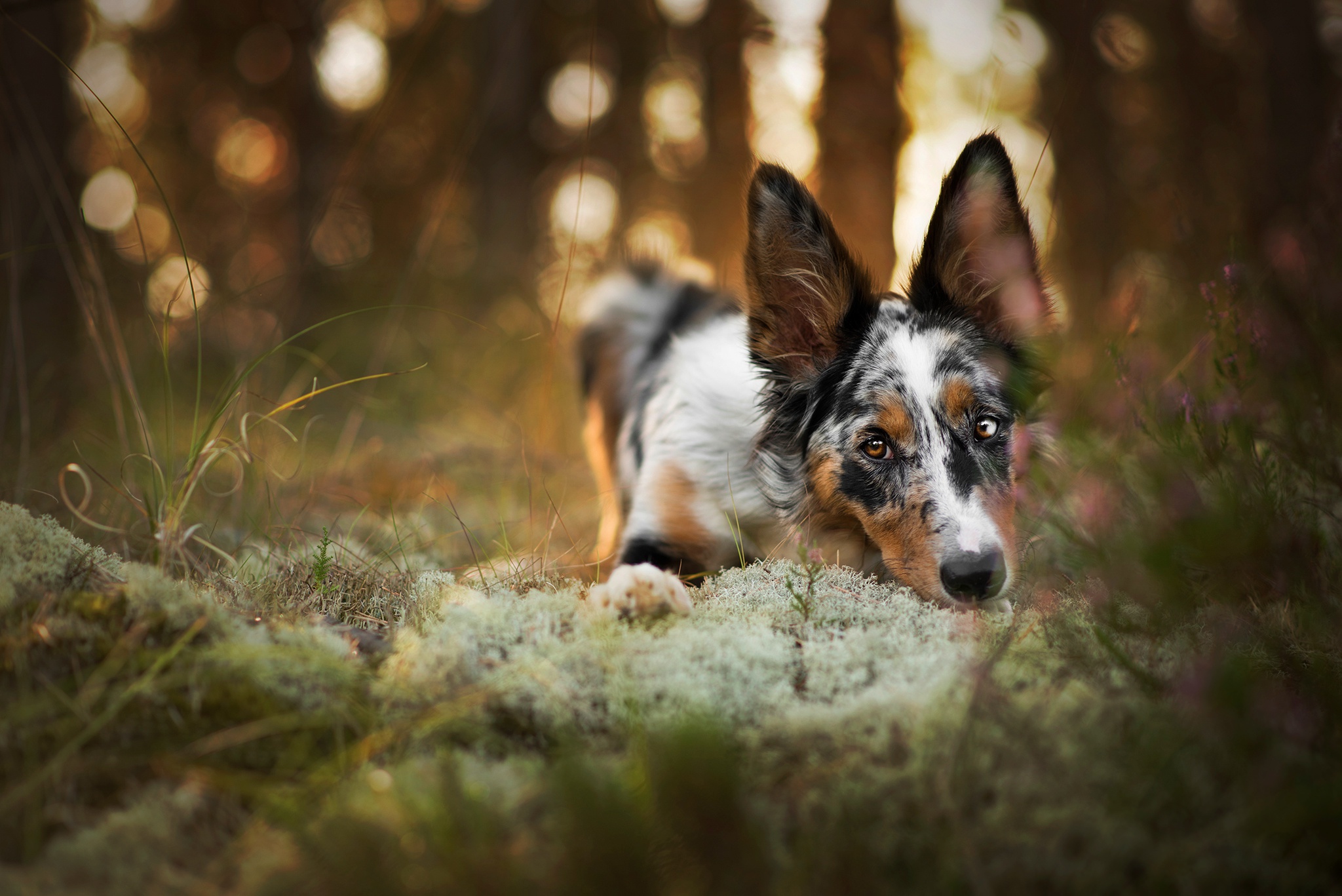 осень стебли лес трава поза