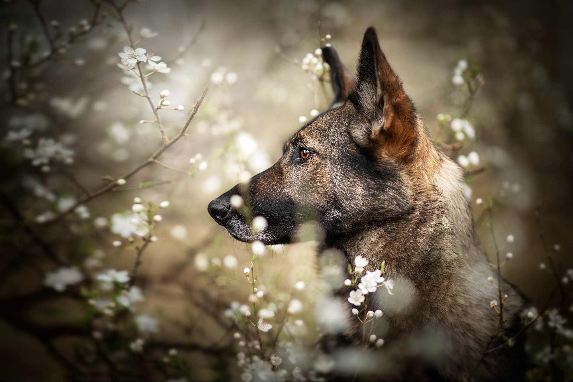 собака взгляд