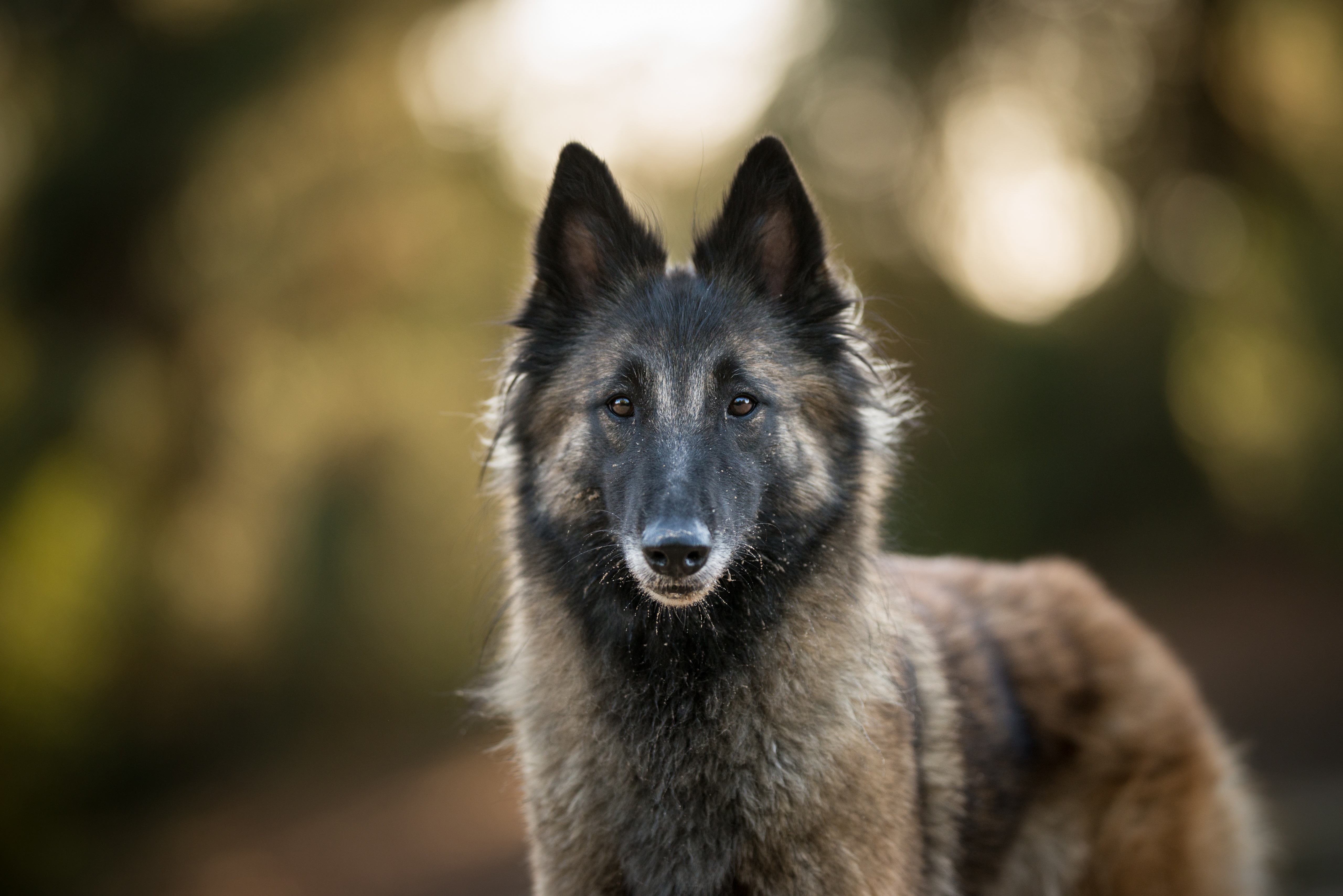 собака друг взгляд